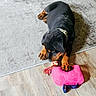 puppy, rottweiler, dog, toy, plush_toy, carpet, floor, indoor, pet, animal, playing, chewing, collar, brown_paws, black_coat, wooden_floor, light, cute, young_dog, pet_toy