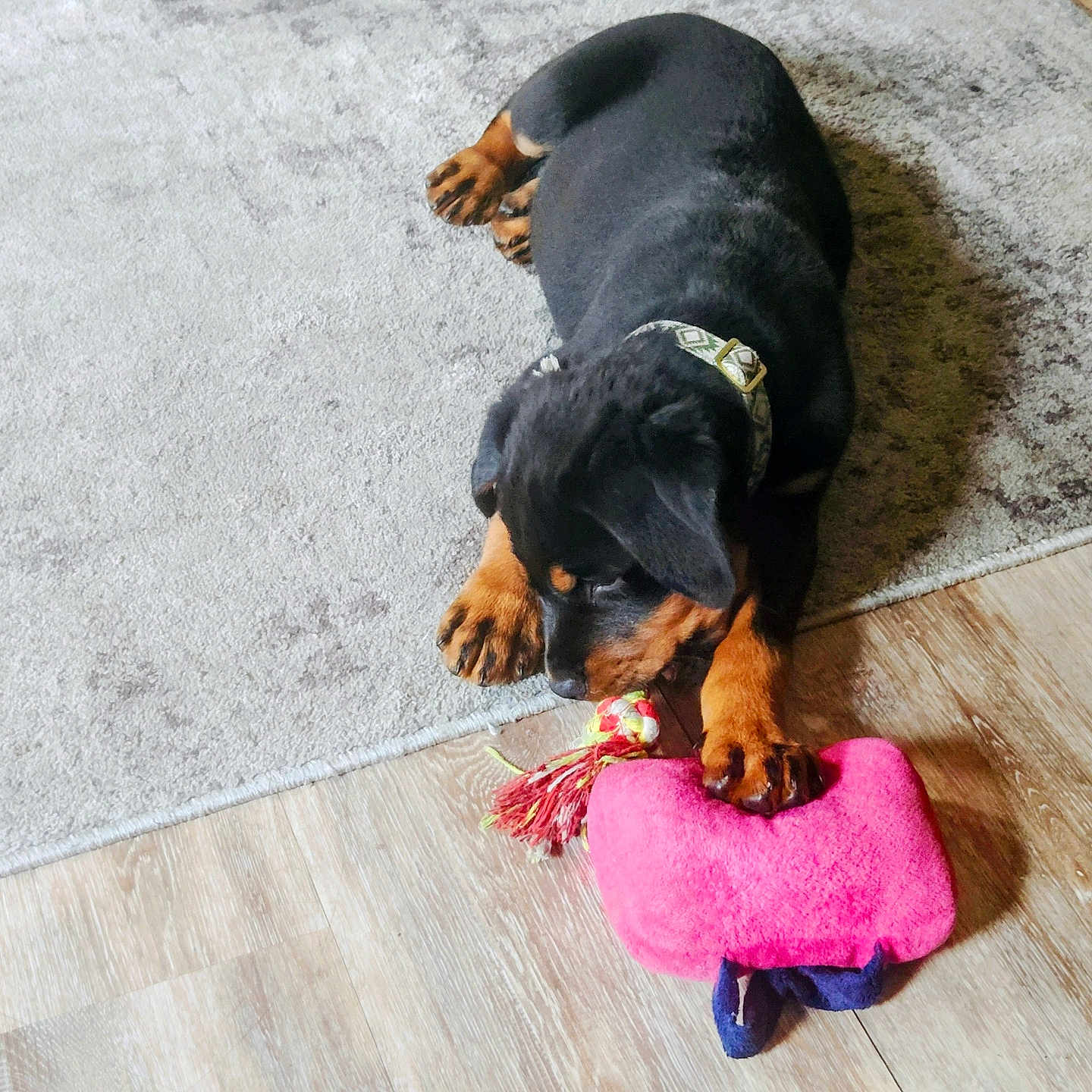 Baby is registered to the contest to win money with this photo: puppy, rottweiler, dog, toy, plush_toy, carpet, floor, indoor, pet, animal, playing, chewing, collar, brown_paws, black_coat, wooden_floor, light, cute, young_dog, pet_toy