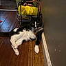 cat, black_and_white, indoor, floor, wooden_floor, wall, pet, animal, lounge, relaxed, green_eyes, curious, metal_rack, yellow_bag, rope, domestic, feline, household, resting, cute