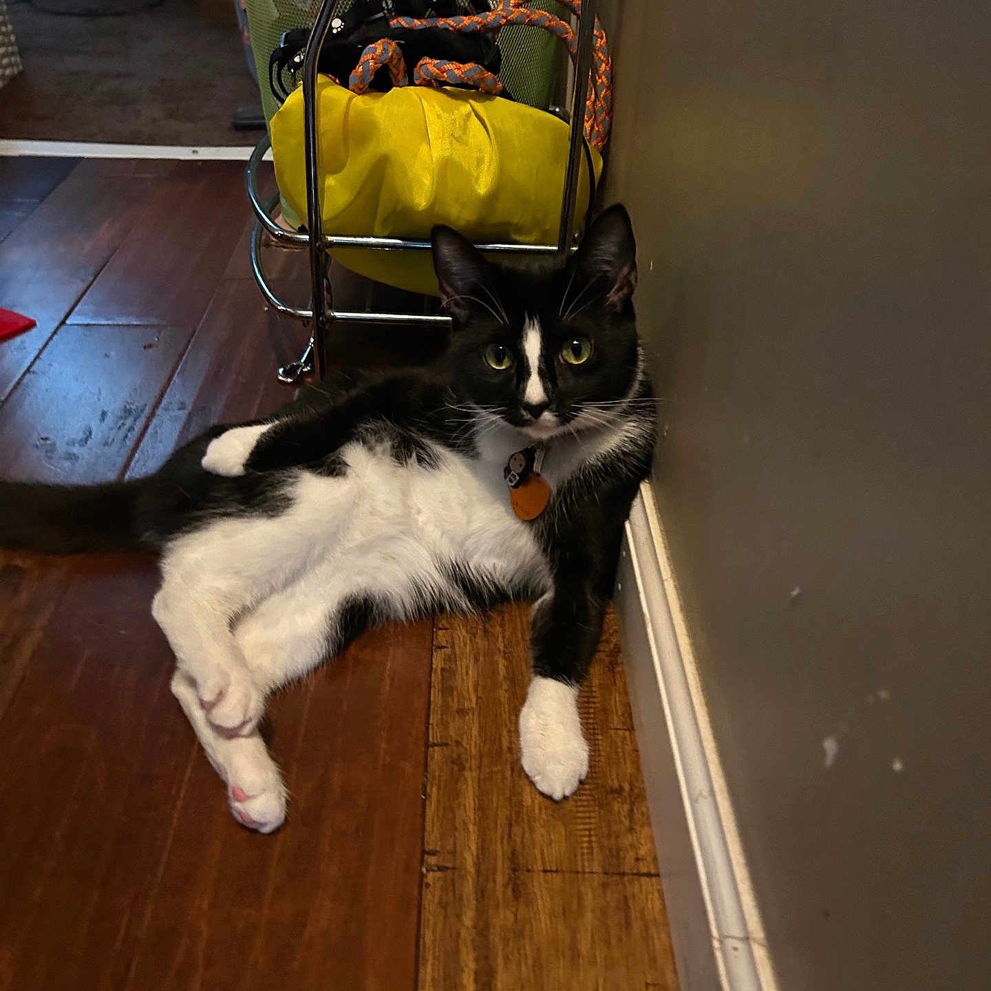 Coco joined the competition — help win amazing prizes! cat, black_and_white, indoor, floor, wooden_floor, wall, pet, animal, lounge, relaxed, green_eyes, curious, metal_rack, yellow_bag, rope, domestic, feline, household, resting, cute