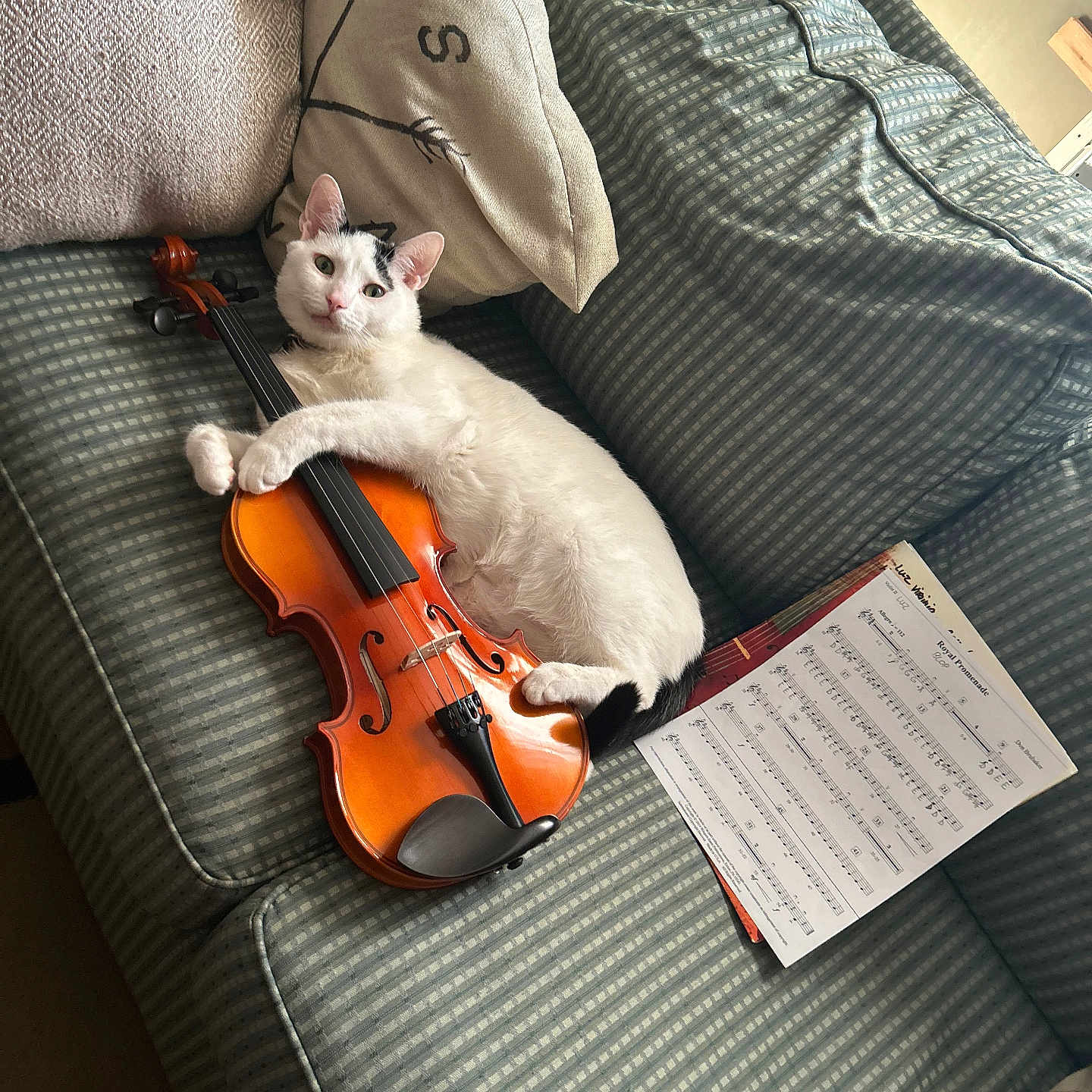 Boots joined the competition — help win amazing prizes! cat, violin, couch, sheet_music, bow, pillow, indoor, pet, musical_instrument, relaxed, white_cat, black_markings, feline, home, furniture, animal, string_instrument, cozy, resting, music