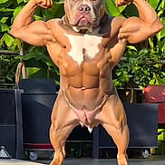 Kaly participe au concours pour gagner de l'argent avec cette photo : dog, muscular, bodybuilder, outdoor, greenery, patio, furniture, posing, funny, animal, pet, muscle, flexing, sunlight, plant, leaf, canine, brown, standing, abs