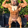 dog, muscular, bodybuilder, outdoor, greenery, patio, furniture, posing, funny, animal, pet, muscle, flexing, sunlight, plant, leaf, canine, brown, standing, abs