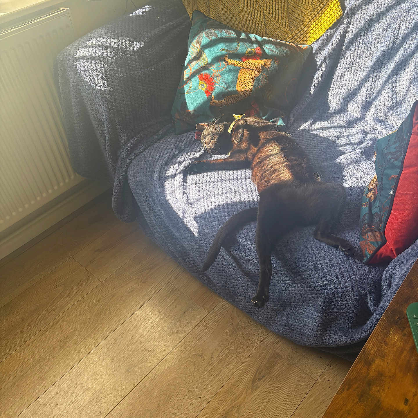 Panthalaimon is registered to the contest to win money with this photo: black_cat, blue_couch, cat, couch, cozy, domestic, furniture, home, indoor, knitted_throw, living_room, pets, pillow, relaxing, resting, sleeping, sunbeam, sunlight, window, wooden_floor