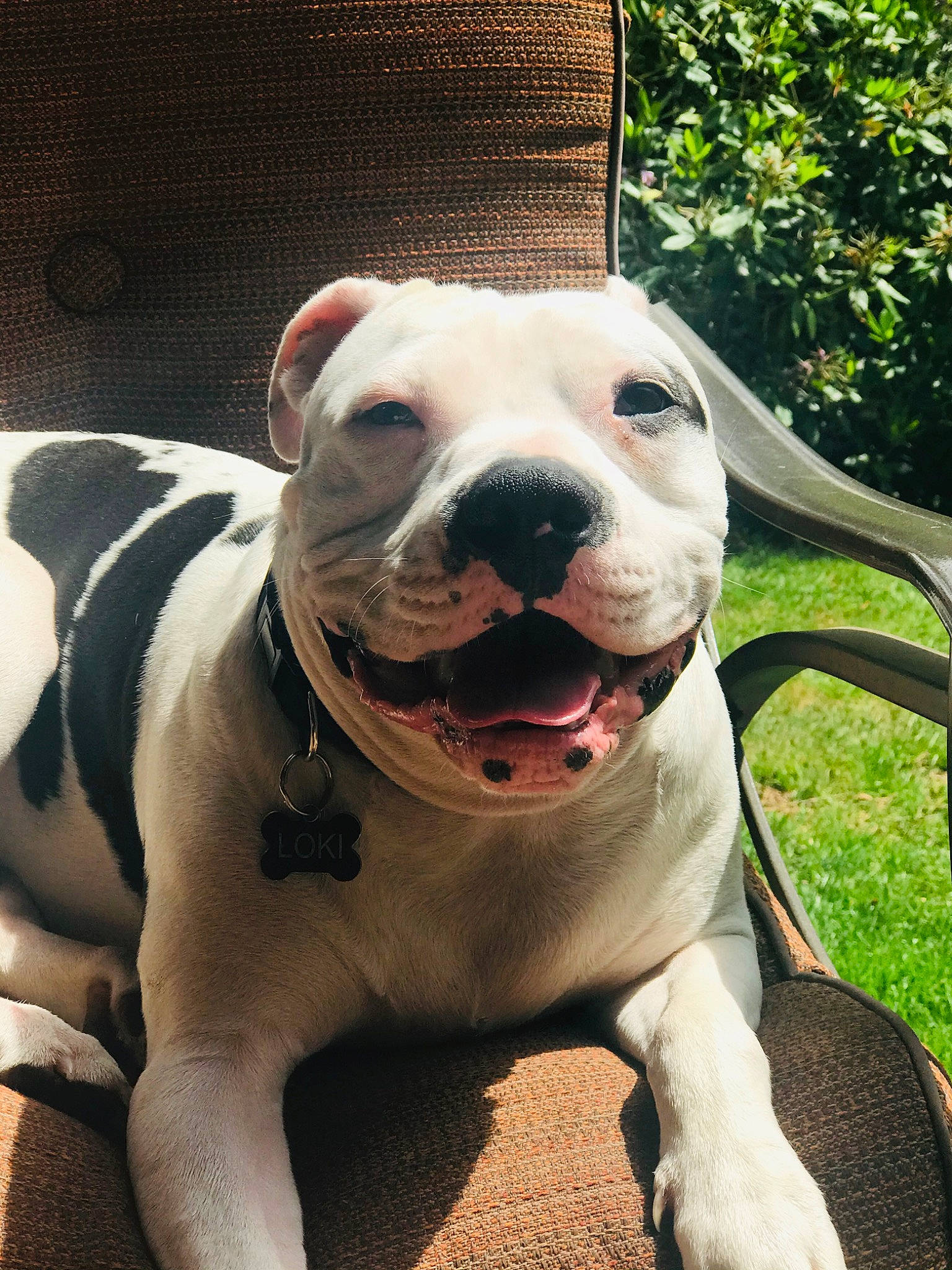 Loki joined the competition — help win amazing prizes! canidae, carnivore, collar, companion_dog, dog, dog_breed, dog_collar, fawn, grass, guard_dog, molosser, paw, pet_supply, plant, snout, sporting_group, terrestrial_animal, whiskers, working_animal, working_dog