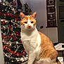 cat, christmas_ornaments, christmas_tree, cozy, curious, decorations, door, feline, festive, holiday_decor, indoor, orange_cat, portrait, red_ribbon, sitting, stocking, string_lights, tablecloth, whiskers, white_cat