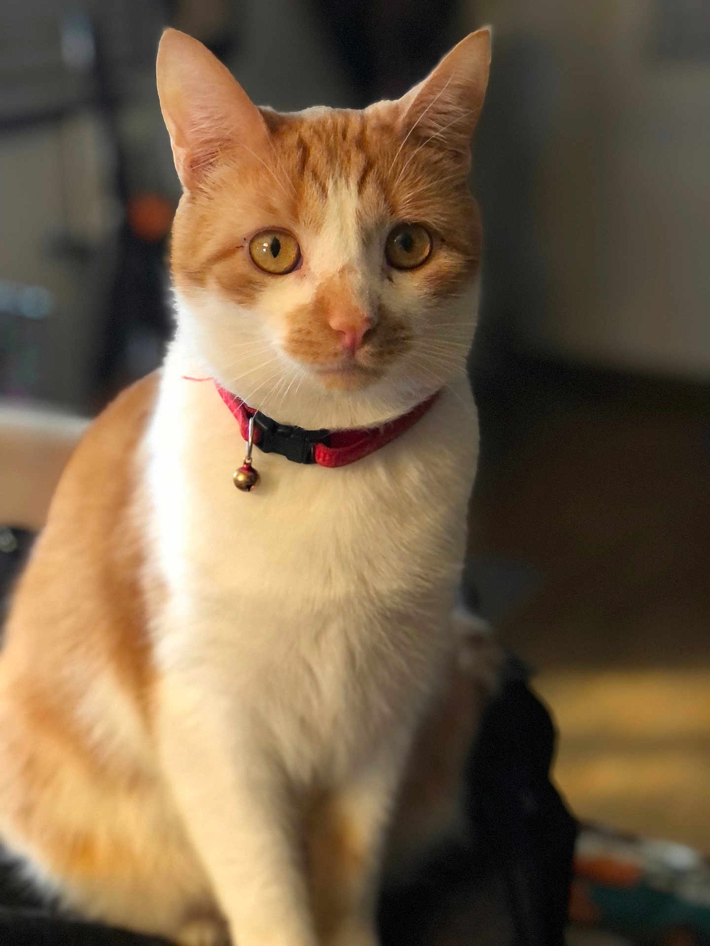 Butters joined the competition — help win amazing prizes! amber_eyes, bell, bokeh, cat, close_up, collar, curious, domestic_cat, feline, front_view, fur, indoor, orange_tabby, pet, portrait, shallow_depth_of_field, sitting, soft_light, tabby, whiskers