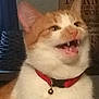Butters joined the competition — help win amazing prizes! bell, blurry_background, cat, closeup, collar, cute, domestic_cat, ear, eye, fangs, furniture, indoor, meowing, orange_tabby, pet, portrait, teeth, wall_sign, whiskers, white_fur