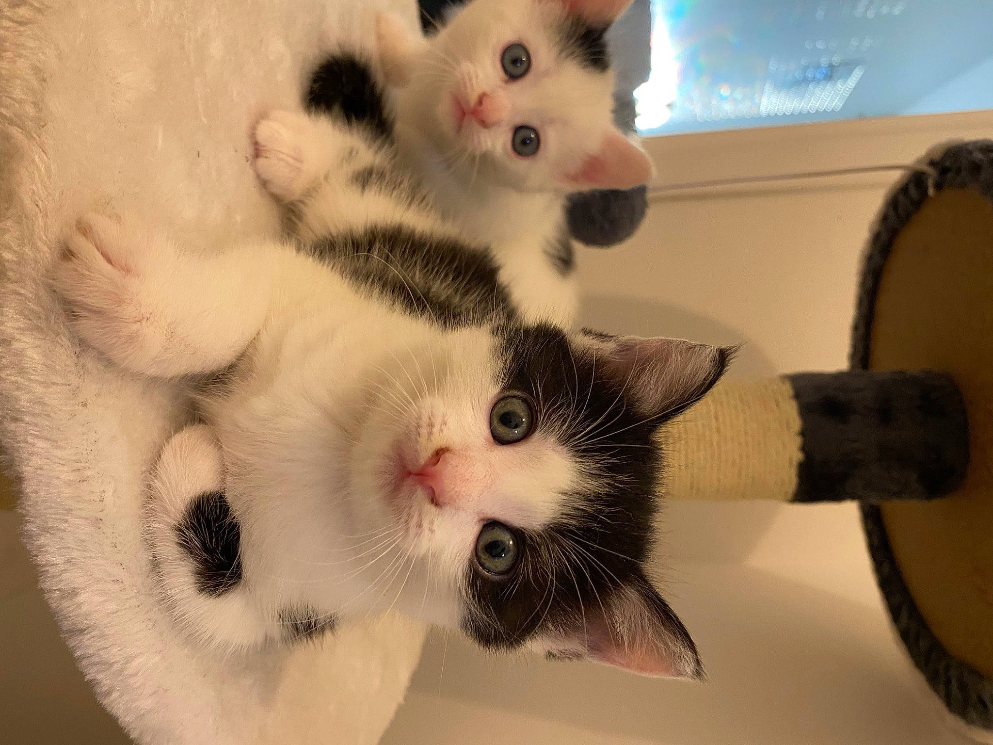 Tiana a rejoint le concours — aidez-le/la à gagner de superbes lots ! carnivore, cat, claw, comfort, domestic_short_haired_cat, eye, eyebrow, eyelash, fawn, felidae, fur, iris, nose, paw, small_to_medium_sized_cats, snout, tail, whiskers