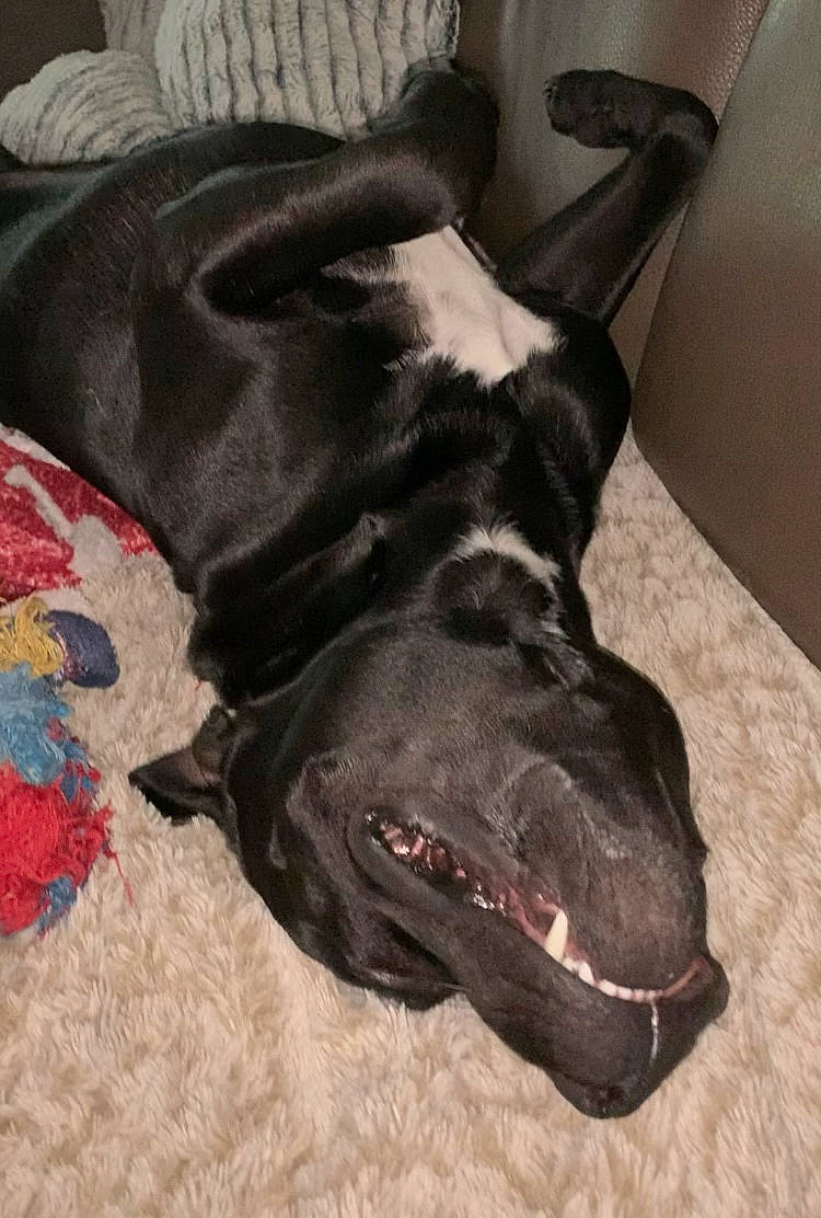 Saiko a rejoint le concours — aidez-le/la à gagner de superbes lots ! borador, carnivore, collar, comfort, companion_dog, dog, dog_breed, dog_collar, ear, fur, guard_dog, liver, non_sporting_group, pet_supply, snout, sporting_group, tail, whiskers, working_animal