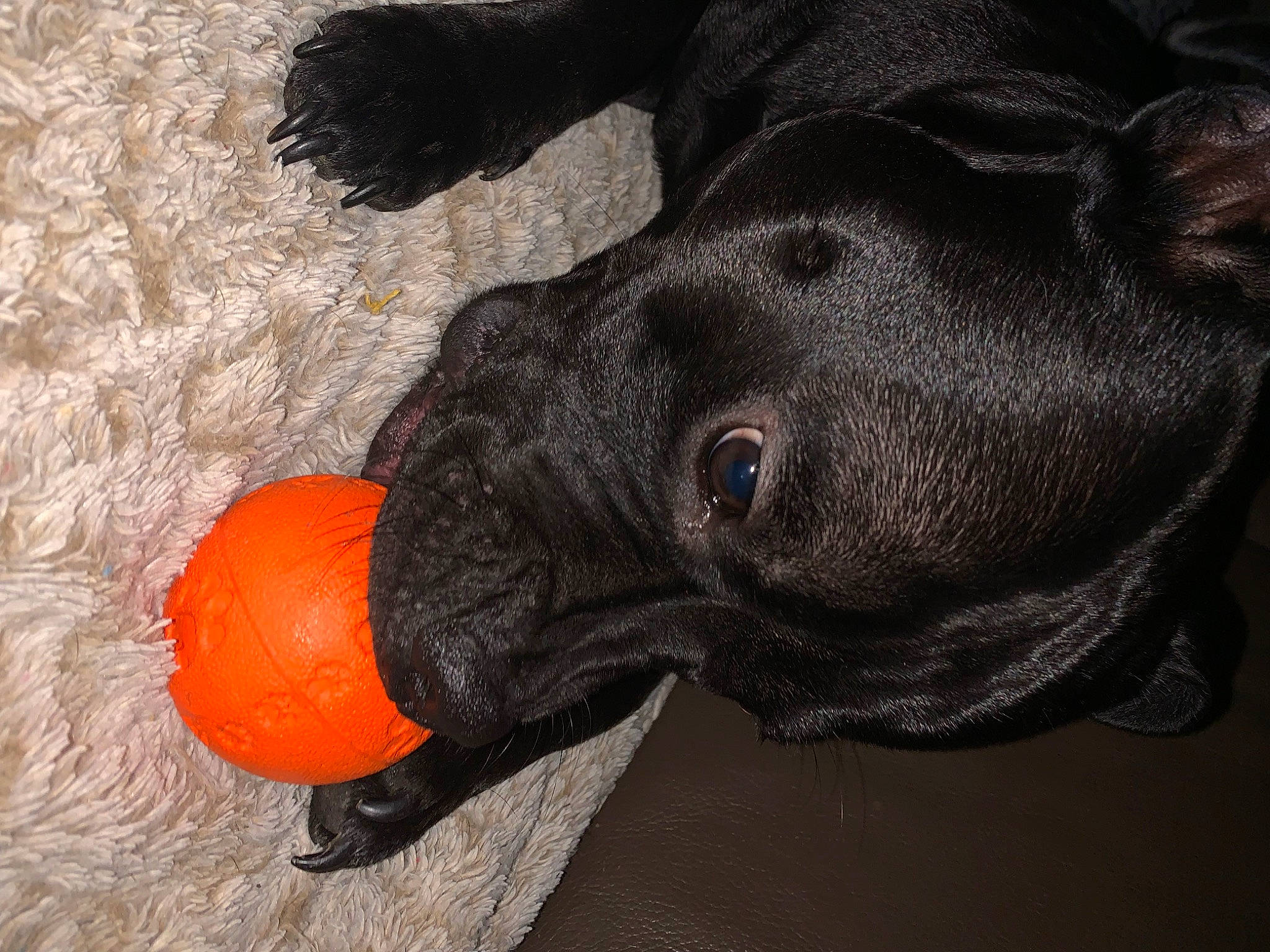 Saiko a rejoint le concours — aidez-le/la à gagner de superbes lots ! borador, canidae, carmine, carnivore, companion_dog, dog, dog_breed, dog_collar, dog_supply, fawn, grey, guard_dog, liver, snout, sporting_group, tail, terrestrial_animal, whiskers, working_animal, wrinkle