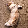 Simba joined the competition — help win amazing prizes! kitten, cat, feline, pet, animal, lying_down, carpet, fluffy, cute, relaxed, indoor, fur, whiskers, paws, sleepy, domestic_animal, young, mammal, tabby, resting