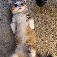 Simba joined the competition — help win amazing prizes! kitten, cat, fluffy, lying_down, carpet, wide_eyes, pet, cute, indoor, feline, small_toy, curious, soft_fur, domestic_animal, whiskers, adorable, playful, young_cat, relaxed, tail