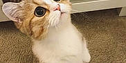Simba is registered to the contest to win money with this photo: cat, wide_eyes, carpet, indoor, furniture, curious, pet, animal, brown, white, tabby, small, cute, whiskers, ears, tail, soft, domestic, mammal, looking_up