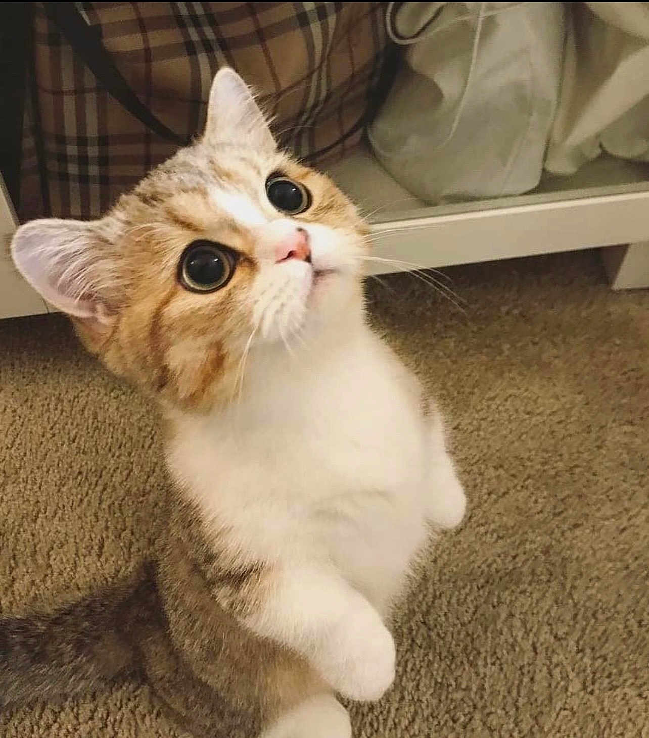 Simba