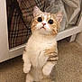 Simba is registered to the contest to win money with this photo: cat, wide_eyes, standing, indoor, carpet, cabinet, curious, pet, feline, fur, whiskers, ears, cute, tabby, domestic_cat, animal, alert, looking_up, front_paws, household
