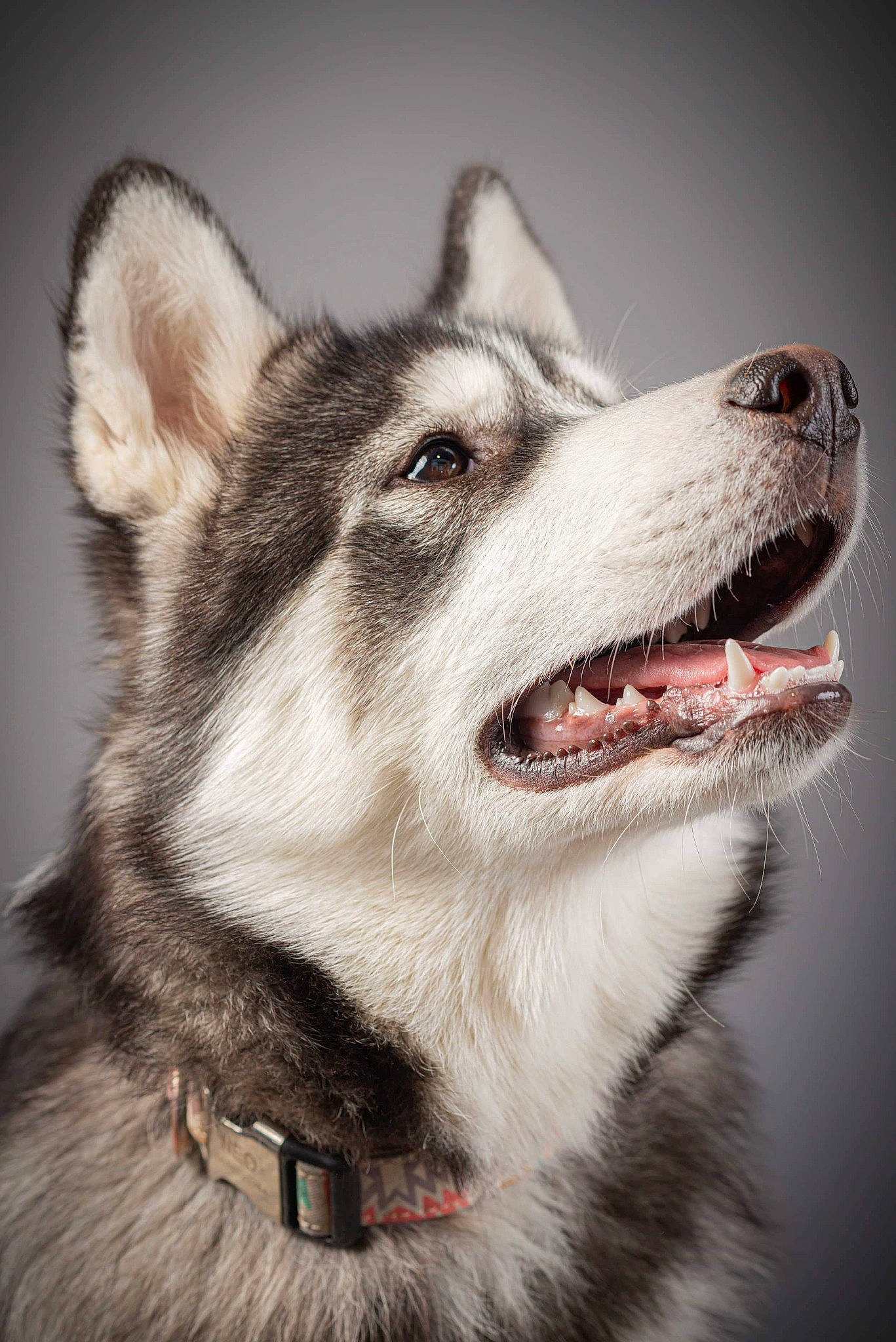 Néo participe au concours pour gagner de l'argent avec cette photo : alaskan_malamute, canadian_eskimo_dog, canidae, carnivore, dog, dog_breed, greenland_dog, jamthund, mammal, native_american_indian_dog, northern_inuit_dog, nose, saarloos_wolfdog, sakhalin_husky, siberian_husky, sled_dog, snout, tamaskan_dog, vertebrate, wolfdog