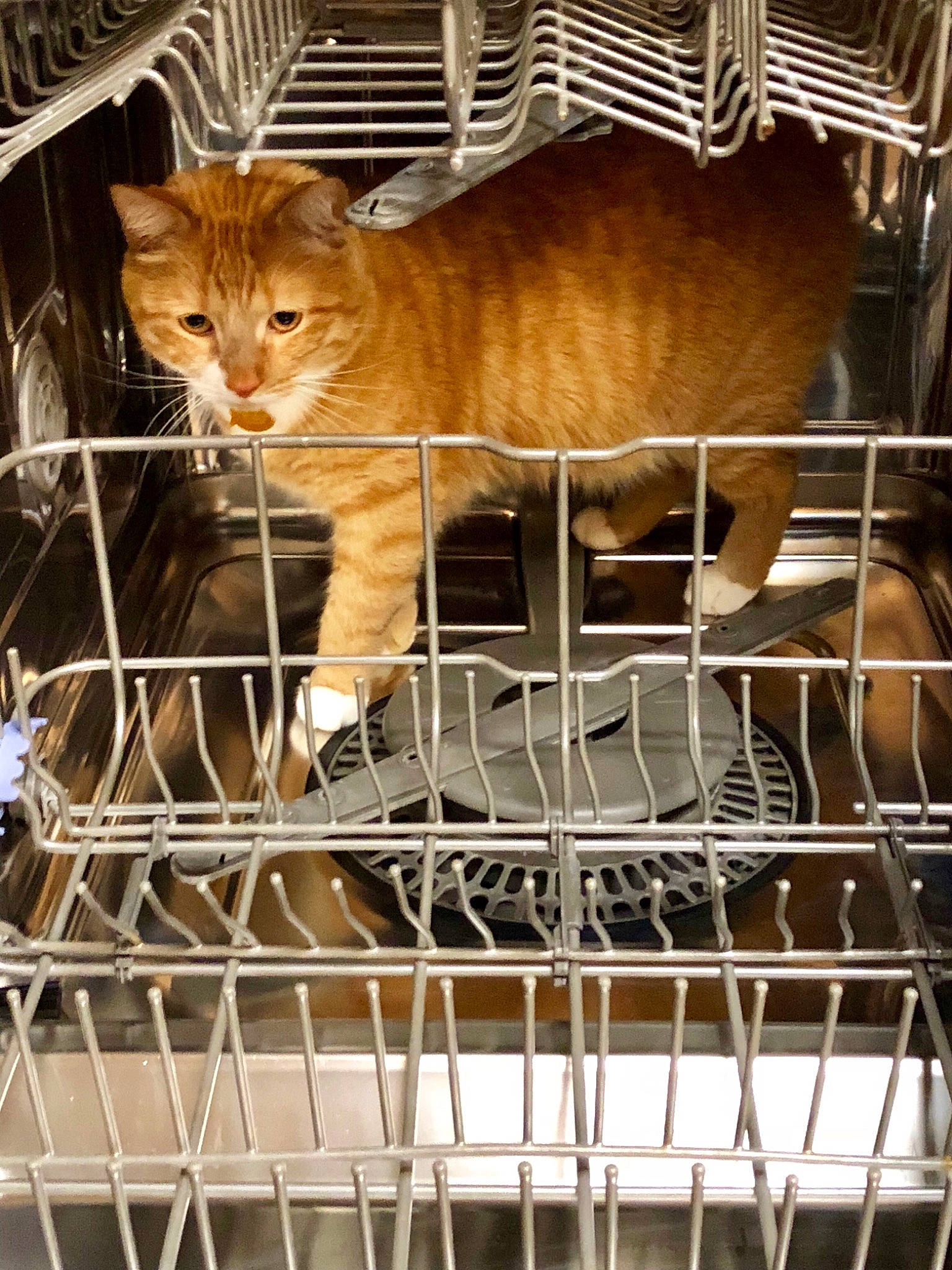 Julius joined the competition — help win amazing prizes! animal_shelter, cage, carnivore, cat, domestic_short_haired_cat, european_shorthair, fawn, felidae, kitten, small_to_medium_sized_cats, tabby_cat, whiskers, wild_cat, wildlife