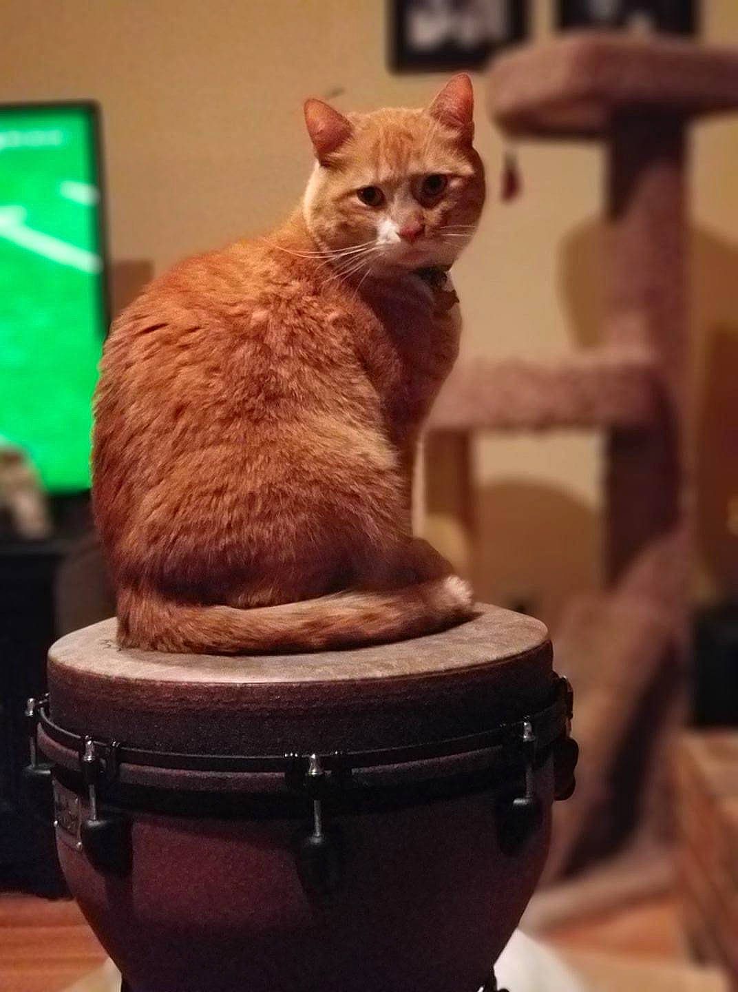 Julius is registered to the contest to win money with this photo: asian, carnivore, cat, domestic_short_haired_cat, fawn, felidae, kitten, photo_caption, small_to_medium_sized_cats, whiskers