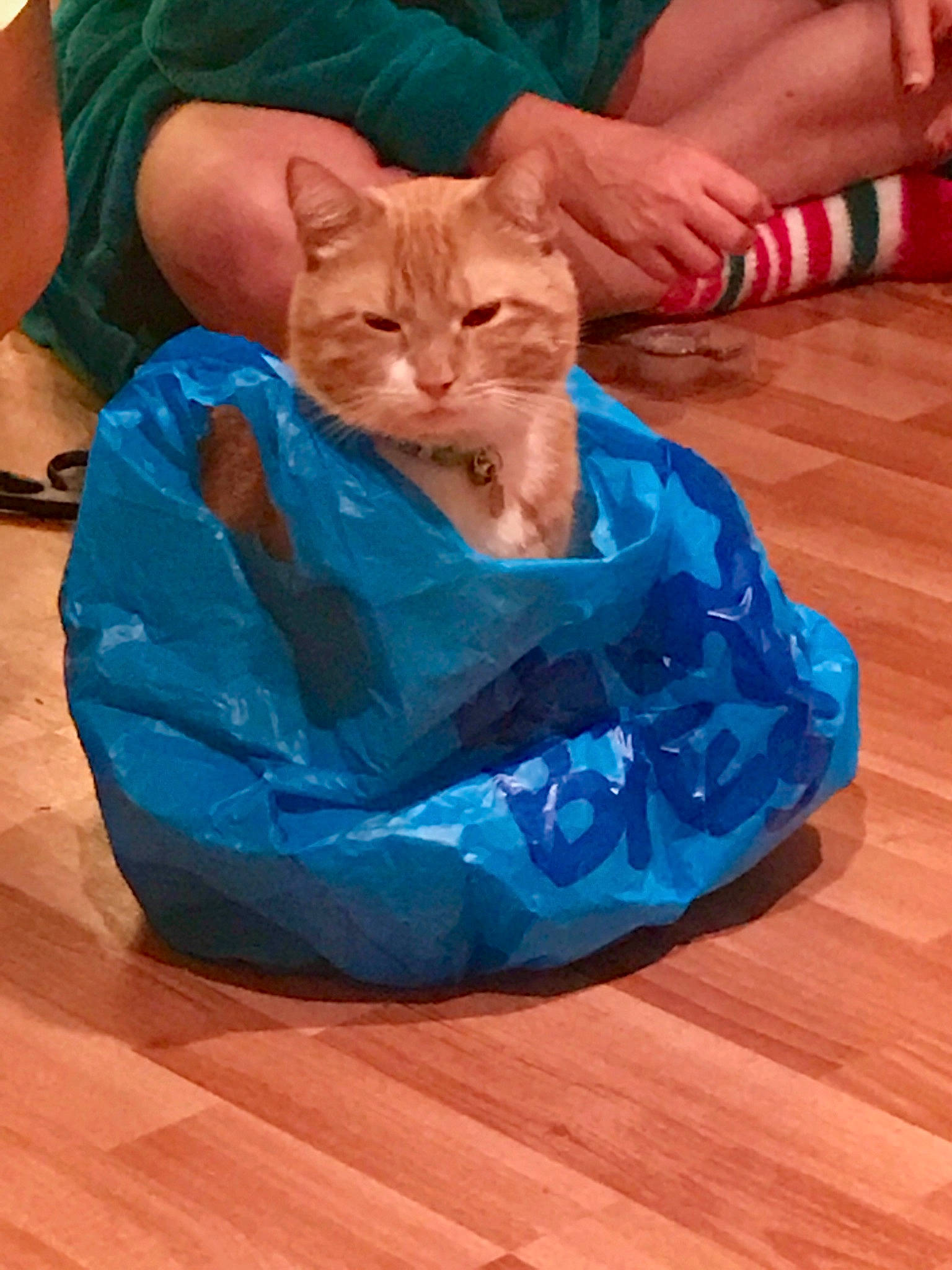 Julius is registered to the contest to win money with this photo: asian, carnivore, cat, fawn, felidae, kitten, small_to_medium_sized_cats, whiskers