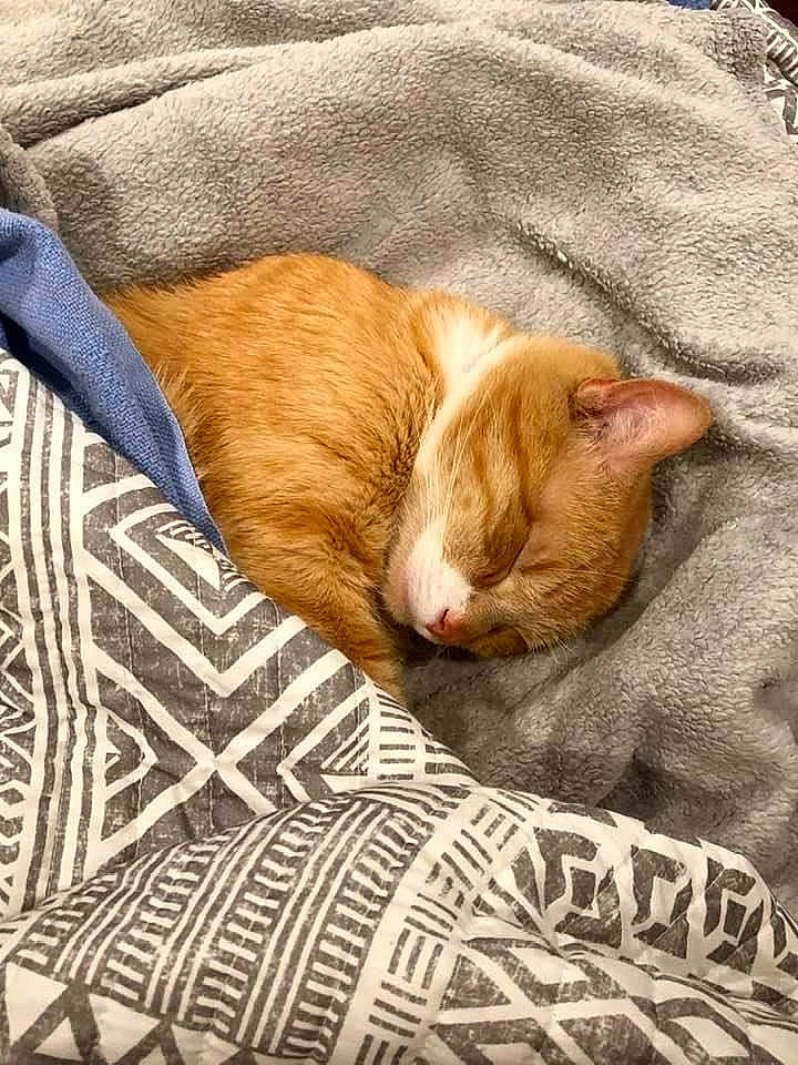 Julius is registered to the contest to win money with this photo: arabian_mau, asian, carnivore, cat, comfort, domestic_short_haired_cat, european_shorthair, fawn, felidae, fur, furniture, german_rex, kitten, nap, sleep, small_to_medium_sized_cats, snout, tabby_cat, tail, whiskers