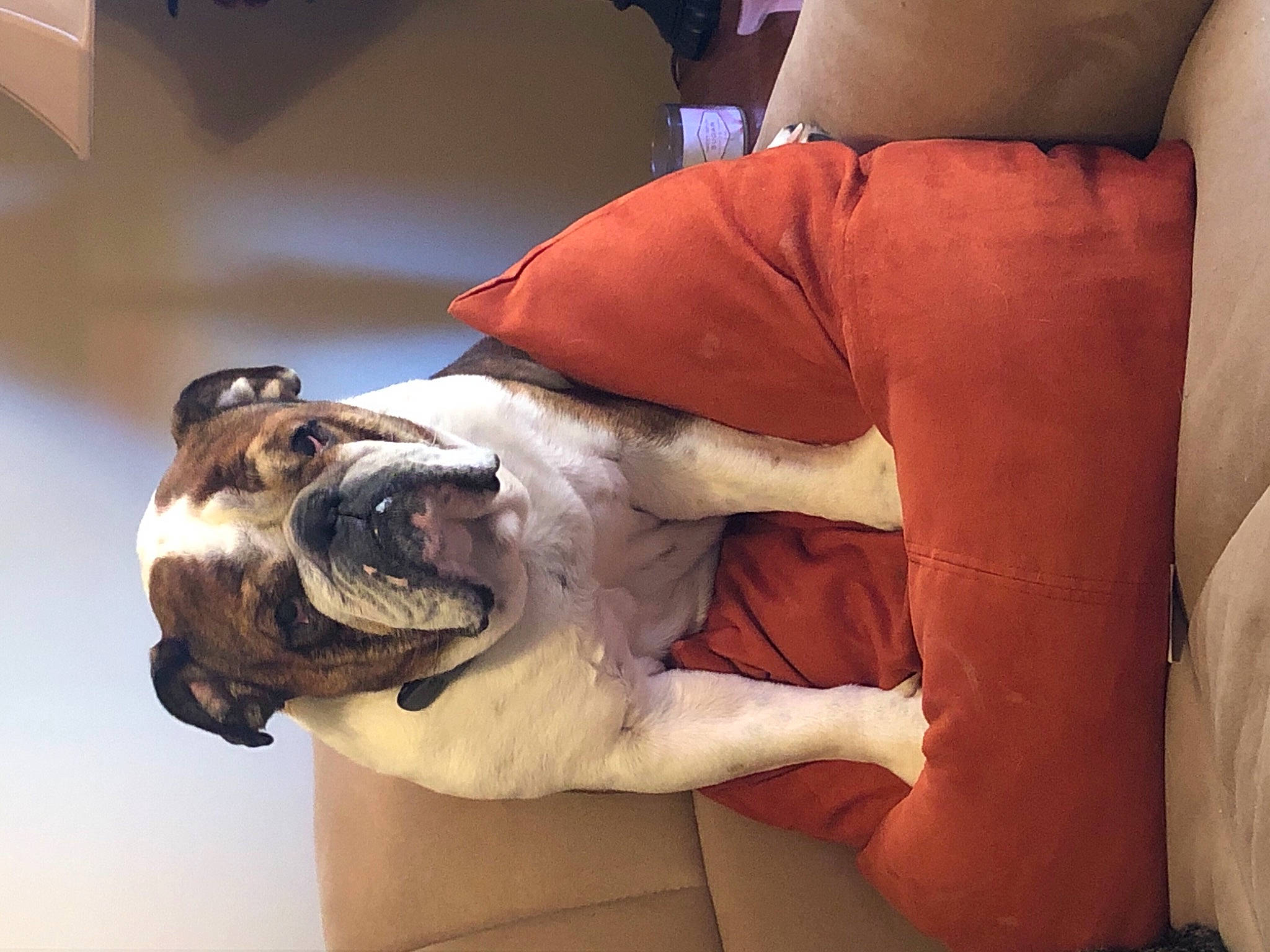 Baxter joined the competition — help win amazing prizes! american_bulldog, australian_bulldog, british_bulldogs, bulldog, canidae, carnivore, companion_dog, dog, dog_breed, ear, fawn, leg, non_sporting_group, old_english_bulldog, olde_english_bulldogge, puppy_love, sporting_group, toy_bulldog, valley_bulldog, white_english_bulldog