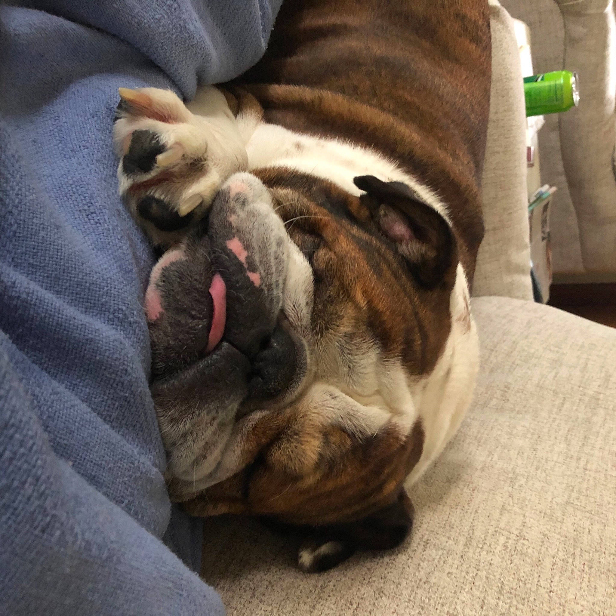 Baxter joined the competition — help win amazing prizes! australian_bulldog, british_bulldogs, bulldog, canidae, carnivore, companion_dog, dog, dog_breed, fawn, nap, non_sporting_group, old_english_bulldog, olde_english_bulldogge, pug, puppy, puppy_love, snout, toy_bulldog, valley_bulldog, white_english_bulldog