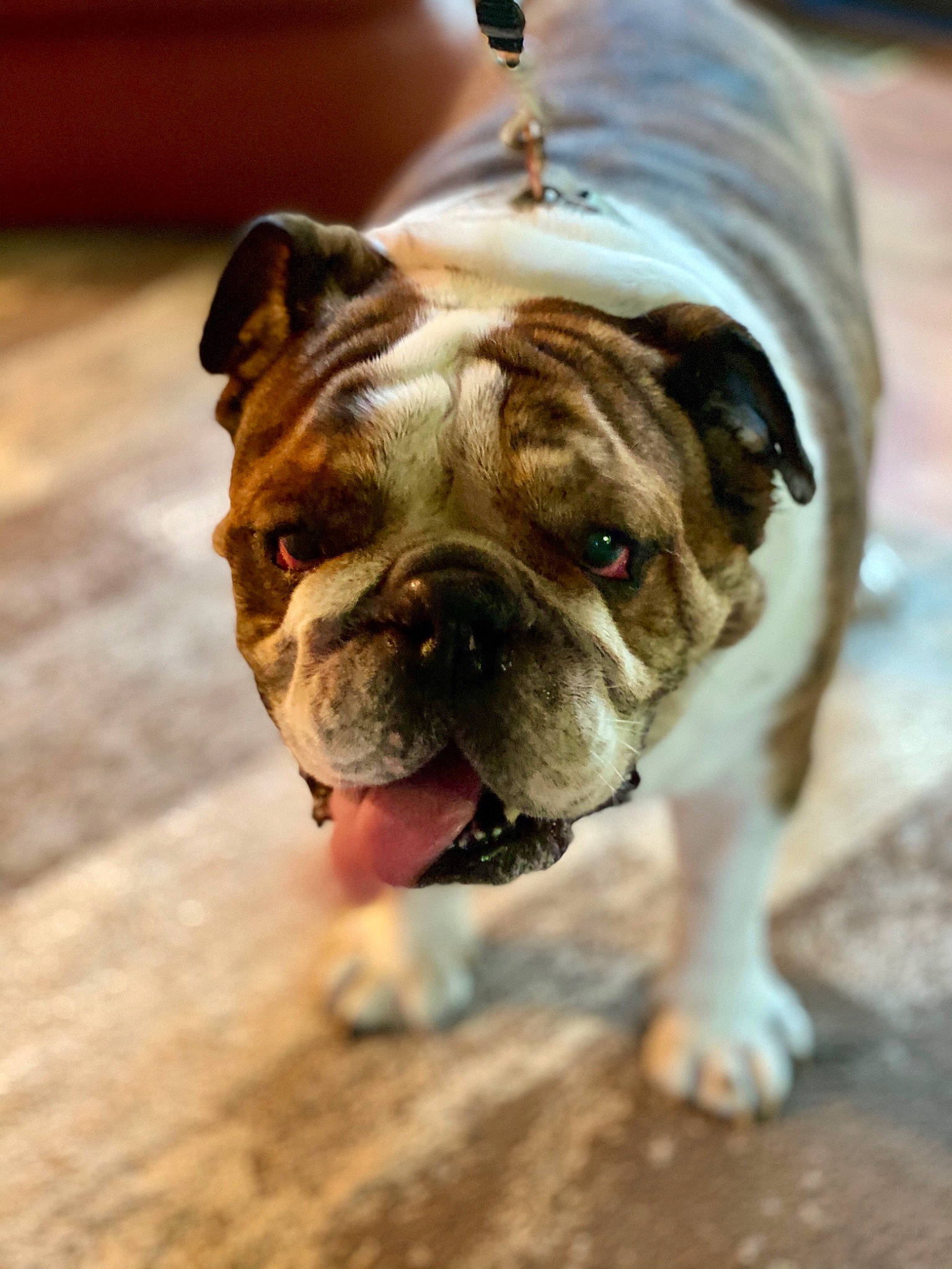 Baxter is registered to the contest to win money with this photo: australian_bulldog, british_bulldogs, bulldog, canidae, carnivore, companion_dog, dog, dog_breed, fawn, mammal, non_sporting_group, nose, old_english_bulldog, olde_english_bulldogge, puppy, renascence_bulldogge, skin, snout, toy_bulldog, wrinkle