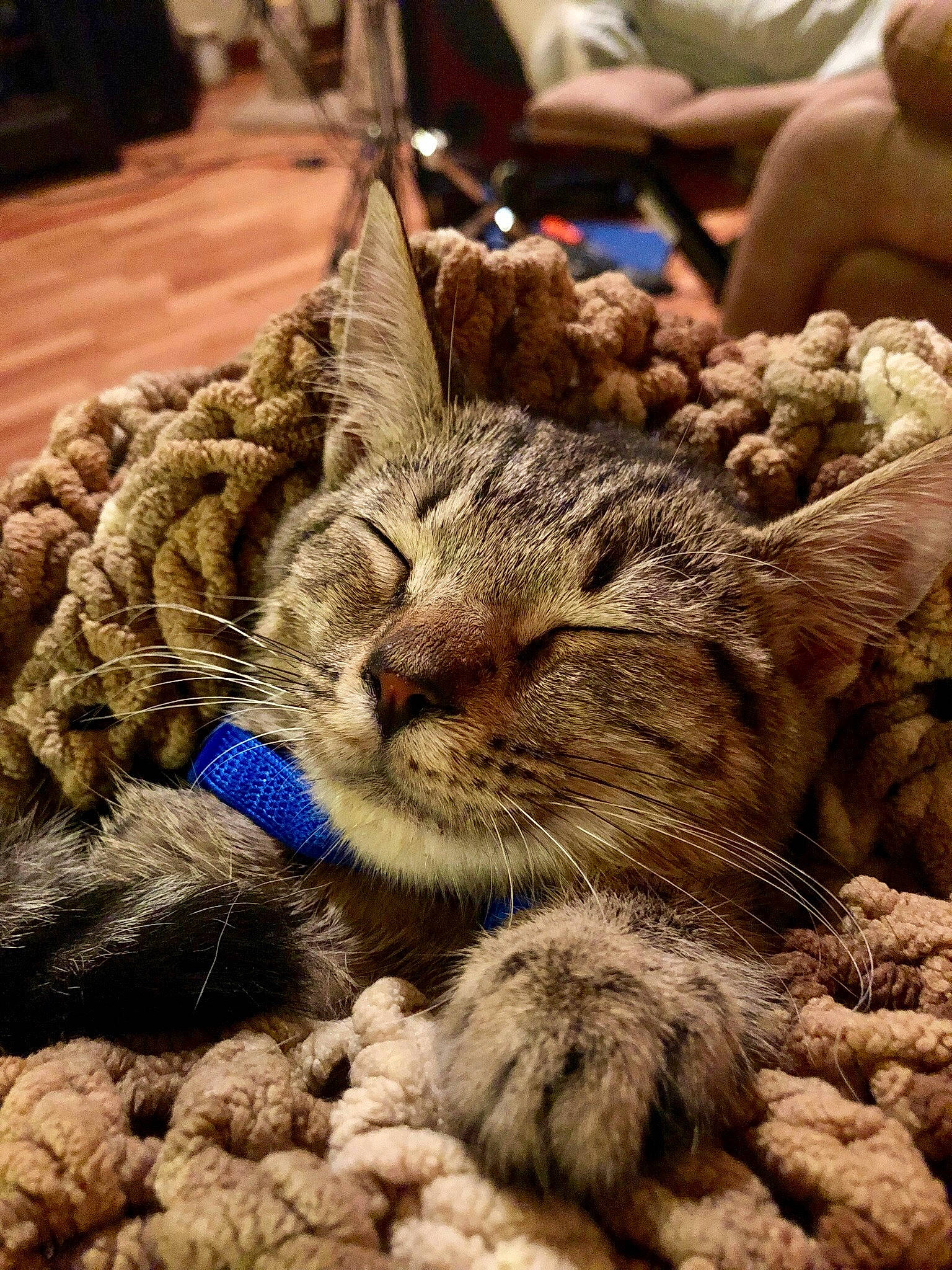 Charlie is registered to the contest to win money with this photo: american_shorthair, asian, carnivore, cat, claw, domestic_short_haired_cat, dragon_li, european_shorthair, felidae, fur, kitten, paw, pixie_bob, sleep, small_to_medium_sized_cats, tabby_cat, whiskers, wild_cat