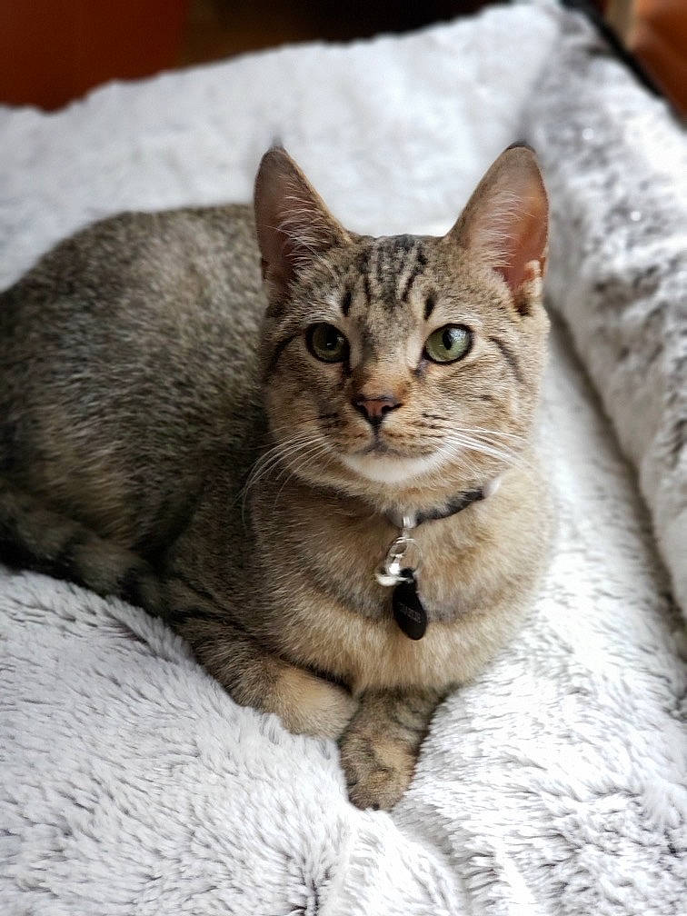 Charlie joined the competition — help win amazing prizes! american_shorthair, american_wirehair, asian, australian_mist, carnivore, cat, chausie, domestic_short_haired_cat, dragon_li, egyptian_mau, european_shorthair, felidae, kitten, mammal, pixie_bob, singapura, small_to_medium_sized_cats, tabby_cat, vertebrate, whiskers