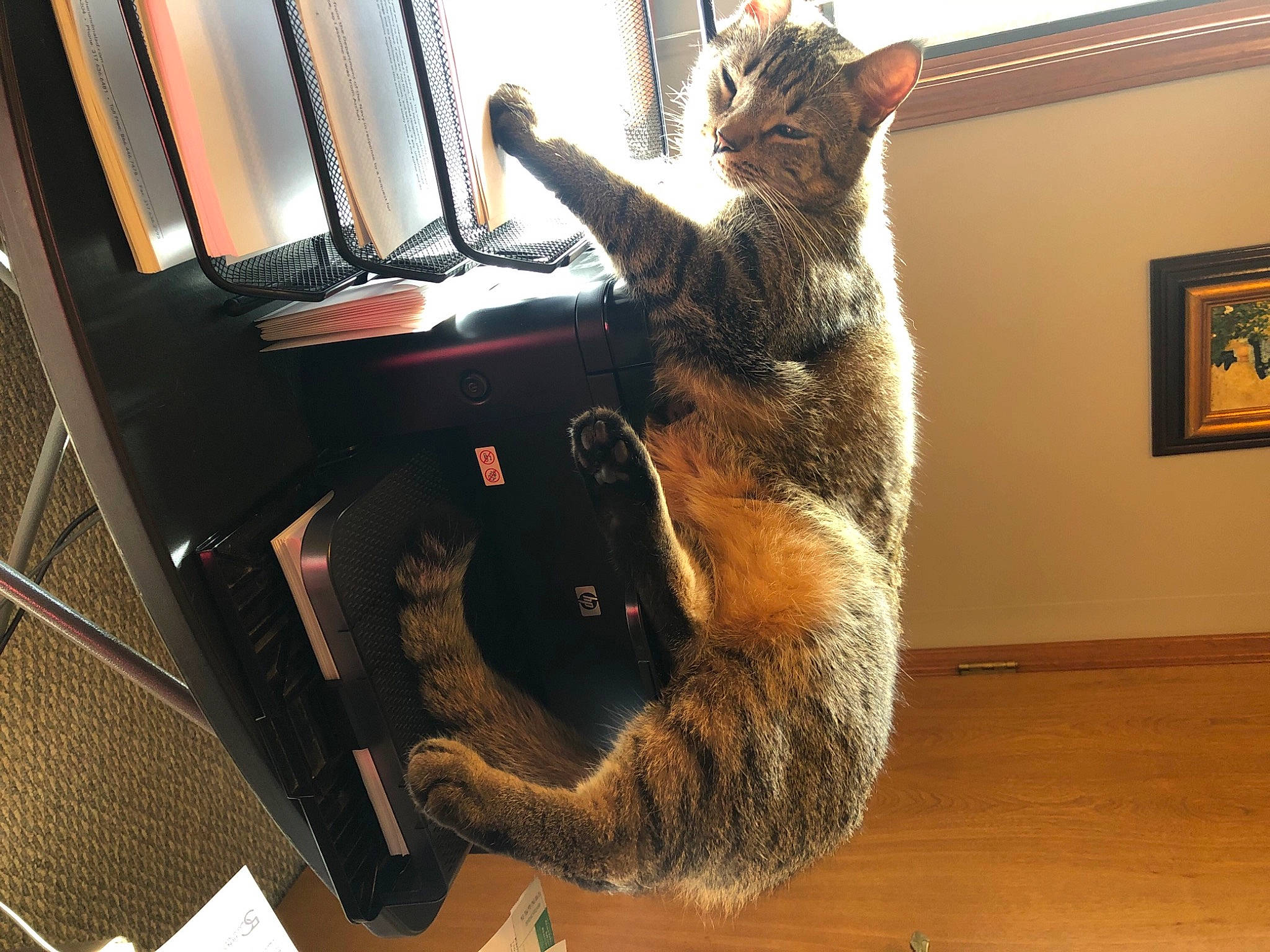 Charlie is registered to the contest to win money with this photo: carnivore, cat, claw, european_shorthair, felidae, fur, paw, small_to_medium_sized_cats, tail, whiskers, wood