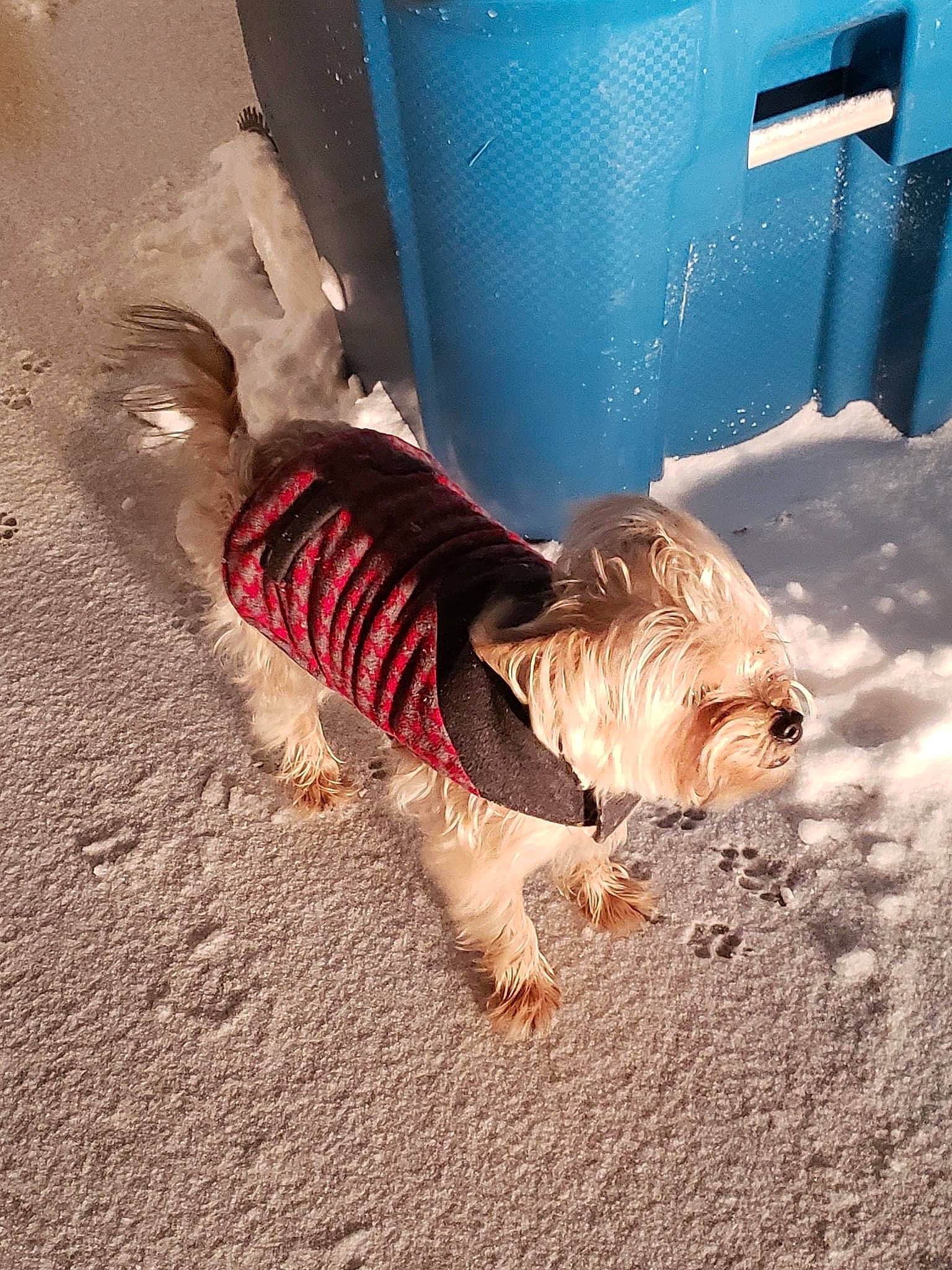 Murphy joined the competition — help win amazing prizes! australian_silky_terrier, canidae, carnivore, companion_dog, dog, dog_breed, dog_clothes, maltese, morkie, puppy, small_terrier, snout, sporting_group, tail, terrier, toy_dog, yorkshire_terrier