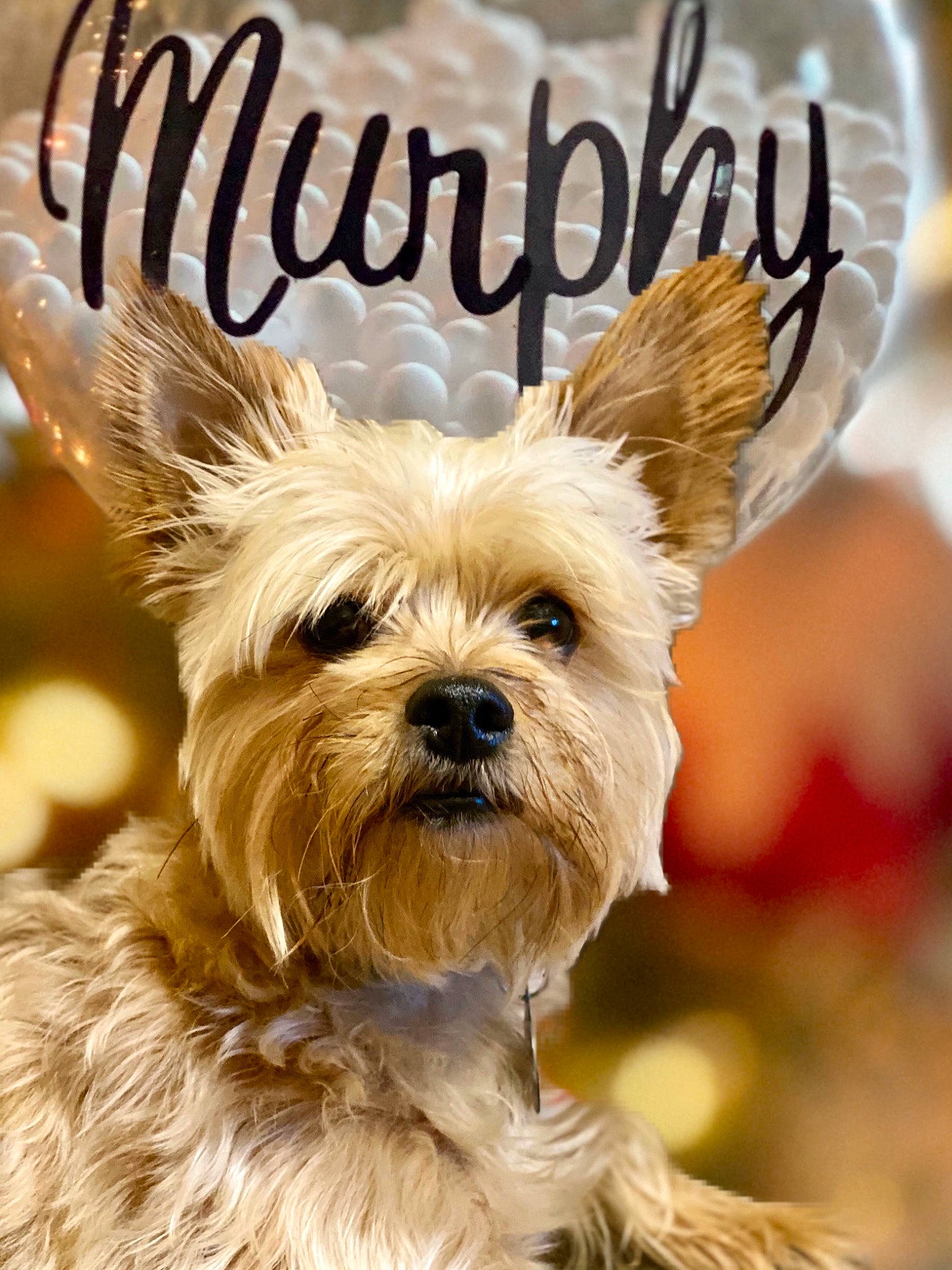 Murphy is registered to the contest to win money with this photo: biewer_terrier, cairn_terrier, canidae, carnivore, companion_dog, dog, dog_breed, ear, fawn, mammal, morkie, norwich_terrier, puppy, rare_breed_dog, small_terrier, snout, terrier, toy_dog, west_highland_white_terrier, yorkshire_terrier