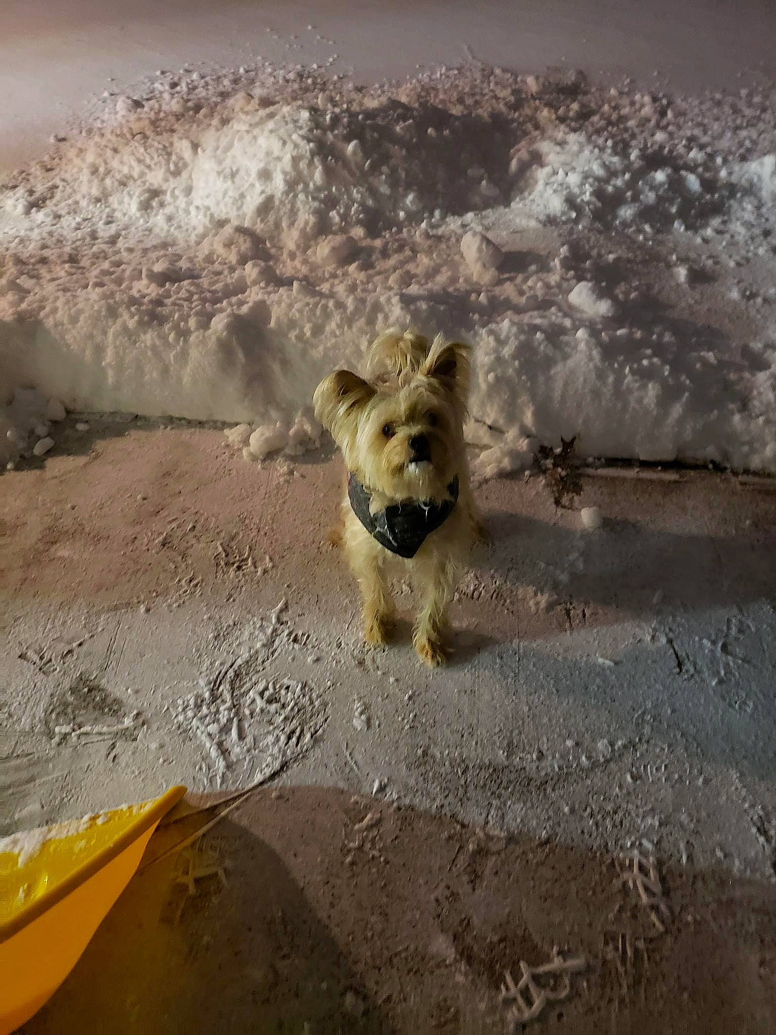 Murphy joined the competition — help win amazing prizes! cairn_terrier, canidae, carnivore, dog, dog_breed, fawn, mammal, street_dog