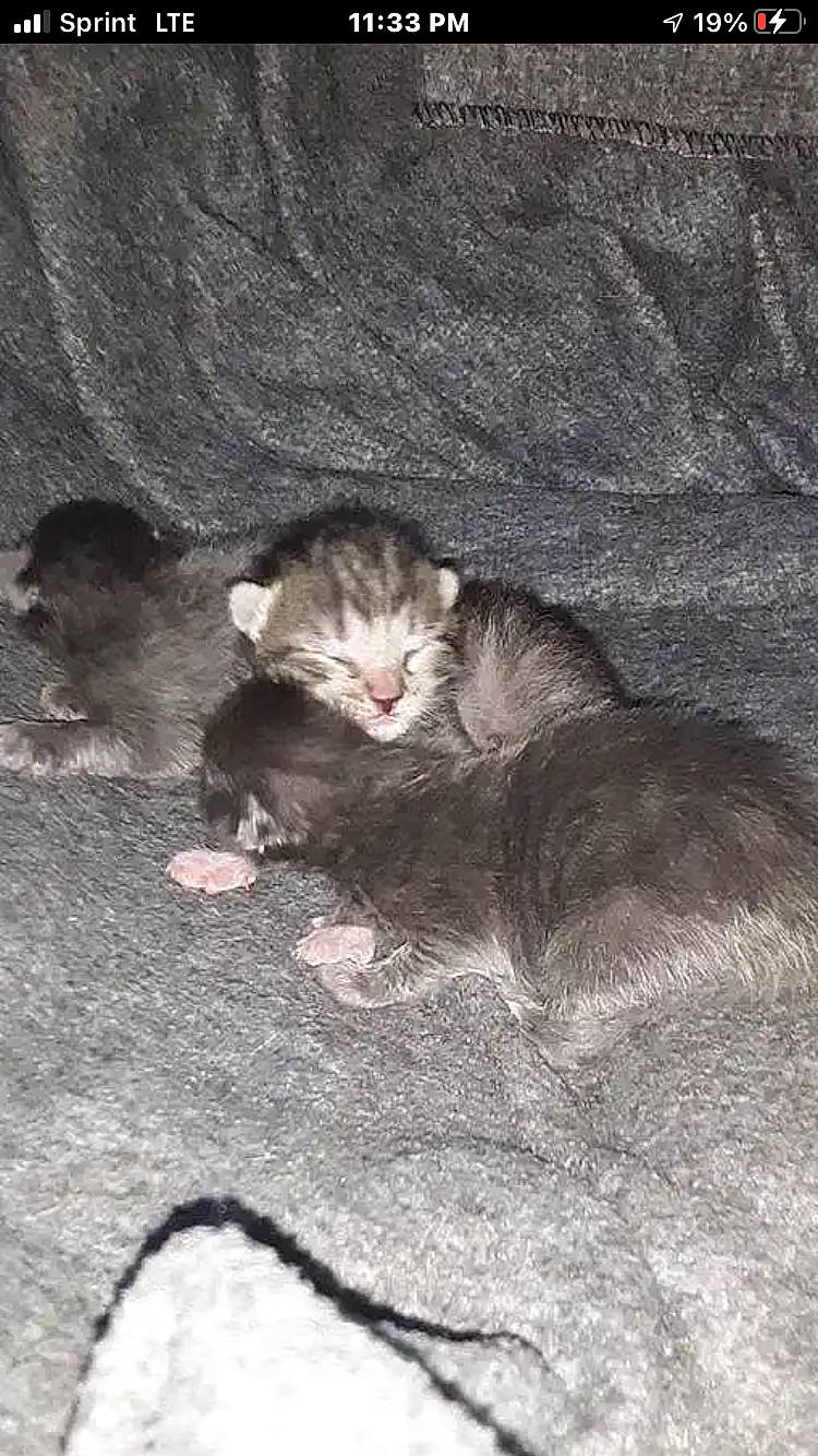 Olivia is registered to the contest to win money with this photo: carnivore, cat, claw, comfort, fawn, felidae, fur, iris, kitten, mouse, muroidea, nap, paw, pest, skin, small_to_medium_sized_cats, snout, terrestrial_animal, vertebrate, whiskers