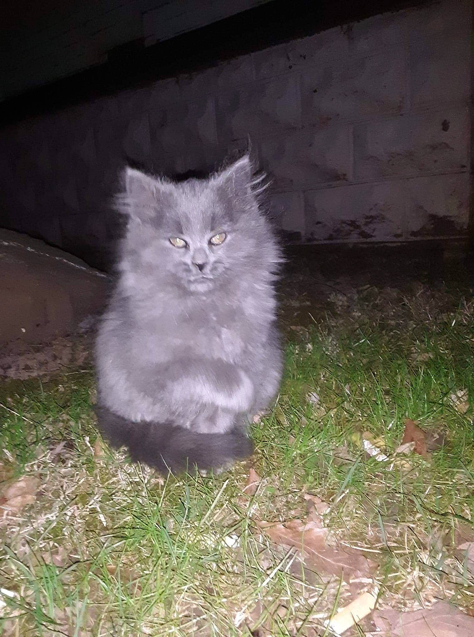 Olivia is registered to the contest to win money with this photo: carnivore, cat, felidae, fur, grass, grey, small_to_medium_sized_cats, snout, whiskers