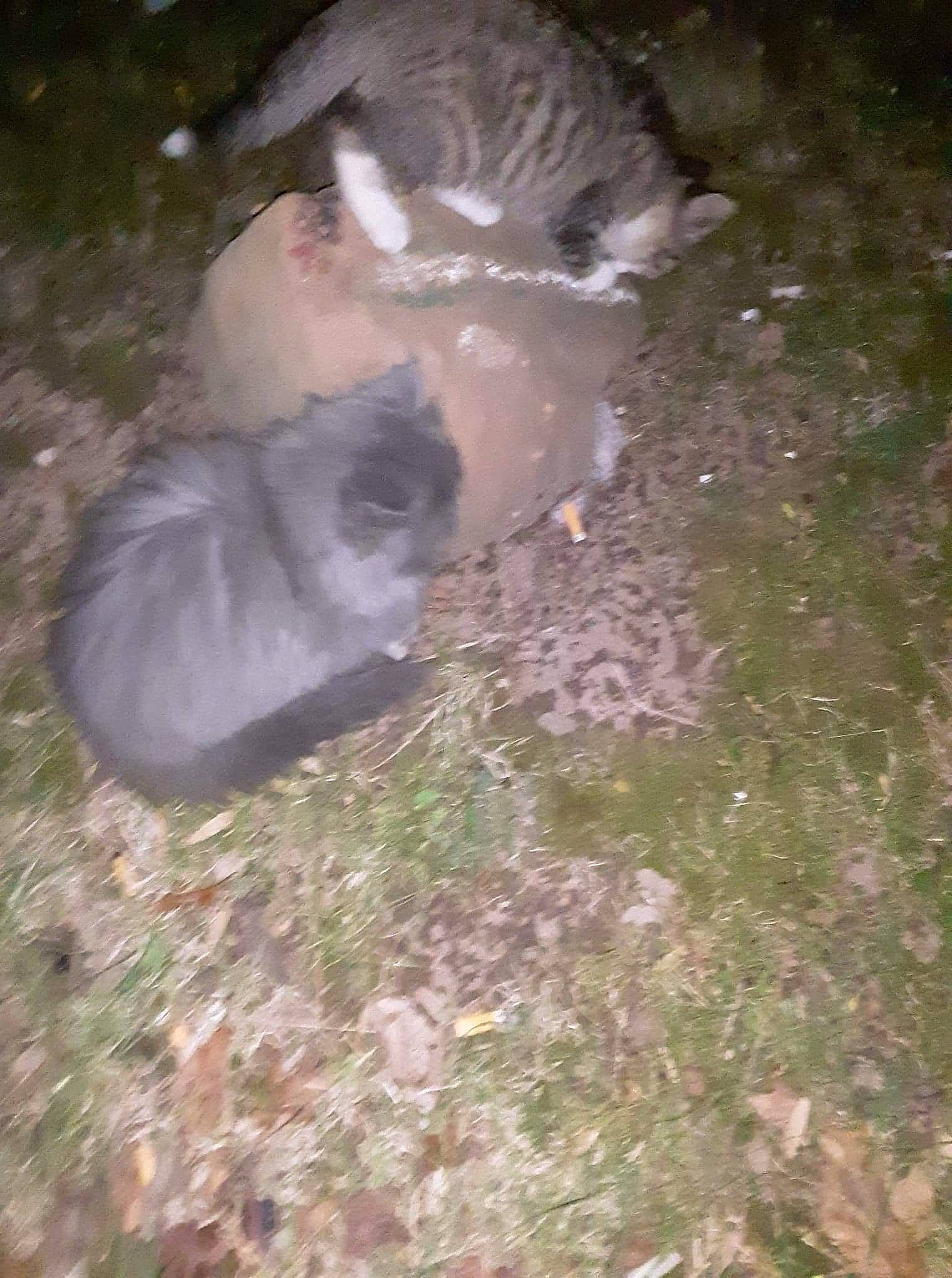 Olivia is registered to the contest to win money with this photo: fur