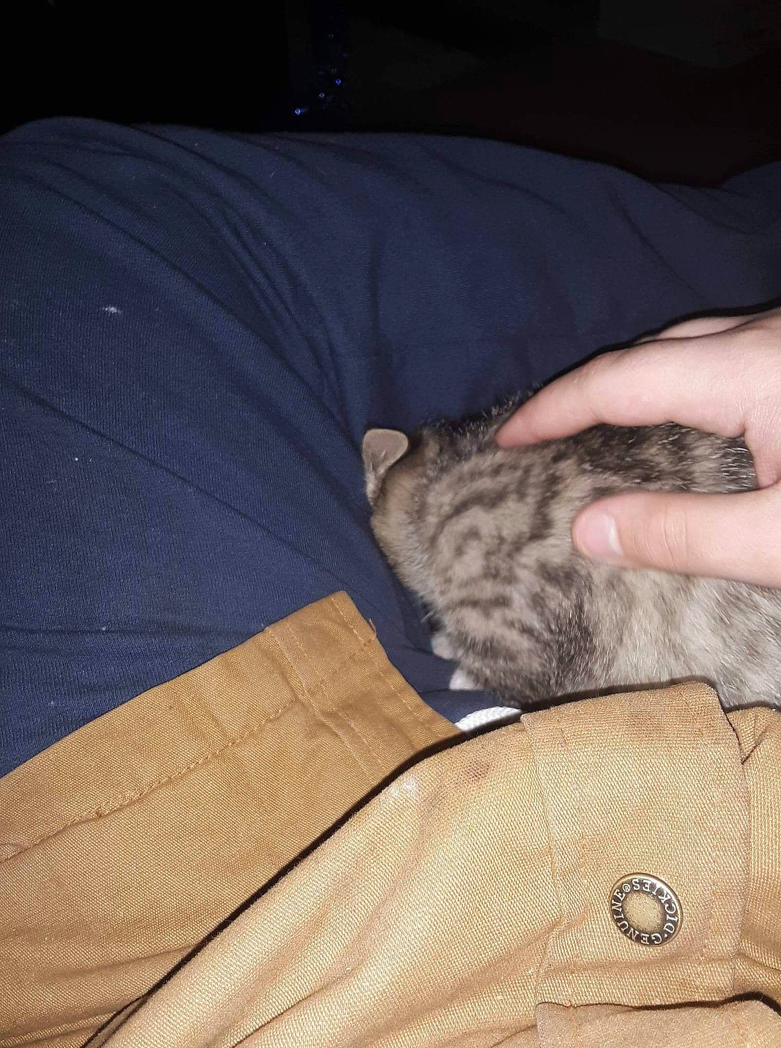 Henrietta is registered to the contest to win money with this photo: beige, brown, button, carnivore, cat, felidae, fur, pocket, small_to_medium_sized_cats, tan, whiskers