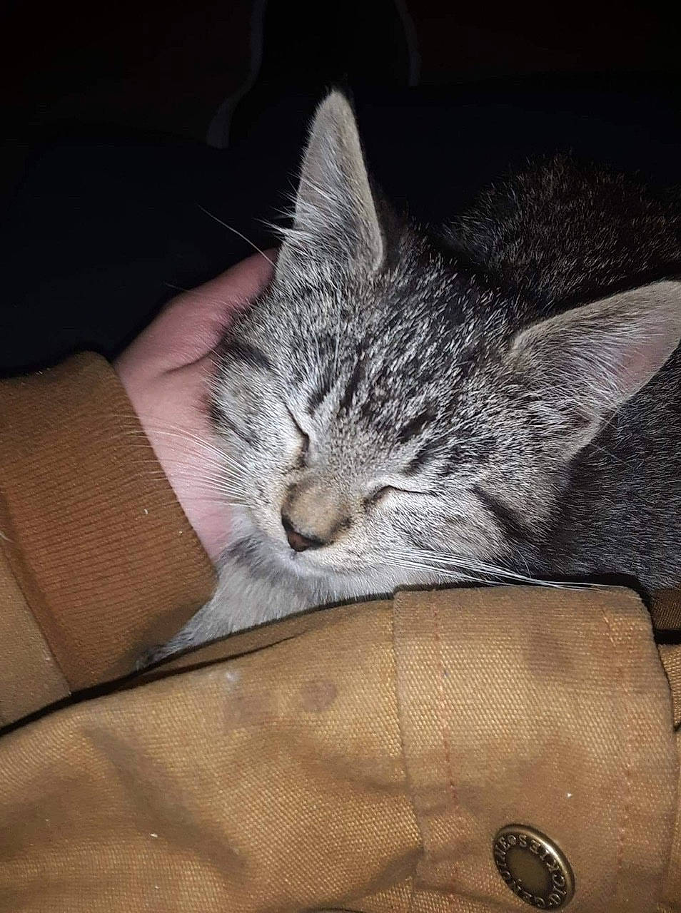 Henrietta is registered to the contest to win money with this photo: beige, button, carnivore, cat, comfort, darkness, domestic_short_haired_cat, felidae, fur, small_to_medium_sized_cats, snout, tabby_cat, vertebrate, whiskers