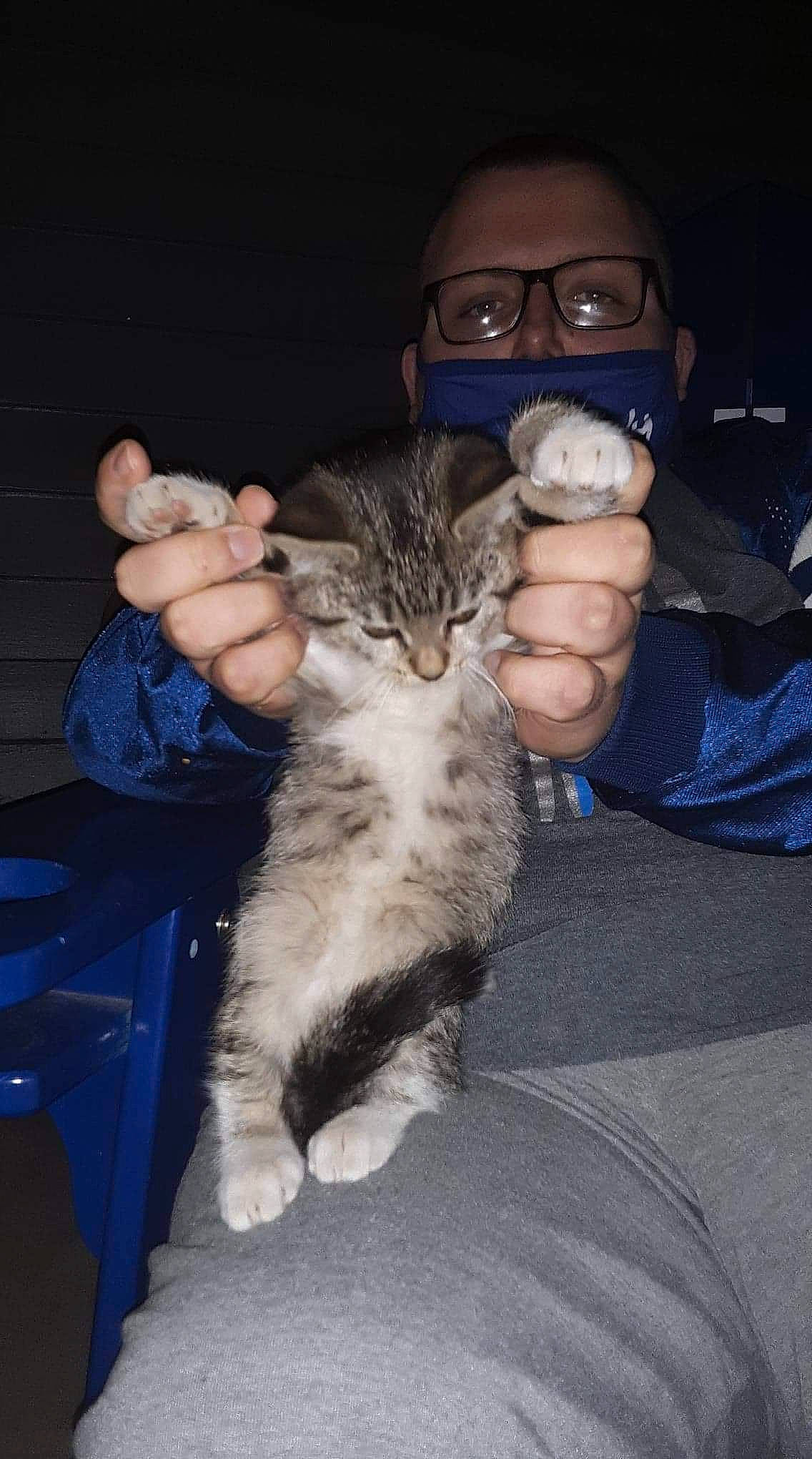 Henrietta joined the competition — help win amazing prizes! carnivore, cat, comfort, domestic_short_haired_cat, felidae, finger, fur, hand, human, mammal, moustache, organ, sitting, small_to_medium_sized_cats, thumb, toe, vertebrate, whiskers