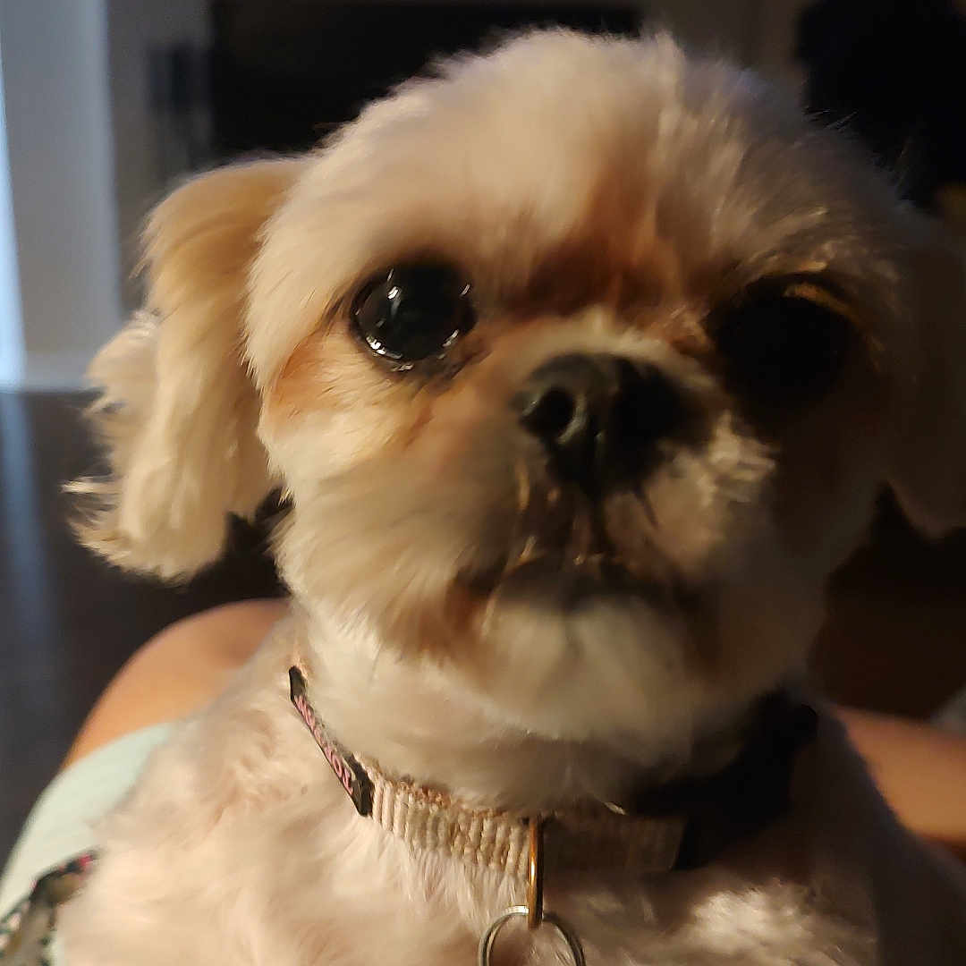 Muffin joined the competition — help win amazing prizes! dog, small_dog, fluffy, white_fur, brown_fur, pet, canine, portrait, close_up, indoors, home, living_room, collar, leash, dark_eyes, black_nose, sitting, cute, warm_lighting, animal