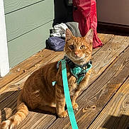 Chester joined the competition — help win amazing prizes! cat, orange_tabby, harness, leash, wooden_deck, sunlight, outdoor, pet, animal, curious, feline, domestic_cat, sitting, ears_up, whiskers, tail, collar, daylight, shadow, green_wall