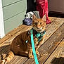 cat, orange_tabby, harness, leash, wooden_deck, sunlight, outdoor, pet, animal, curious, feline, domestic_cat, sitting, ears_up, whiskers, tail, collar, daylight, shadow, green_wall