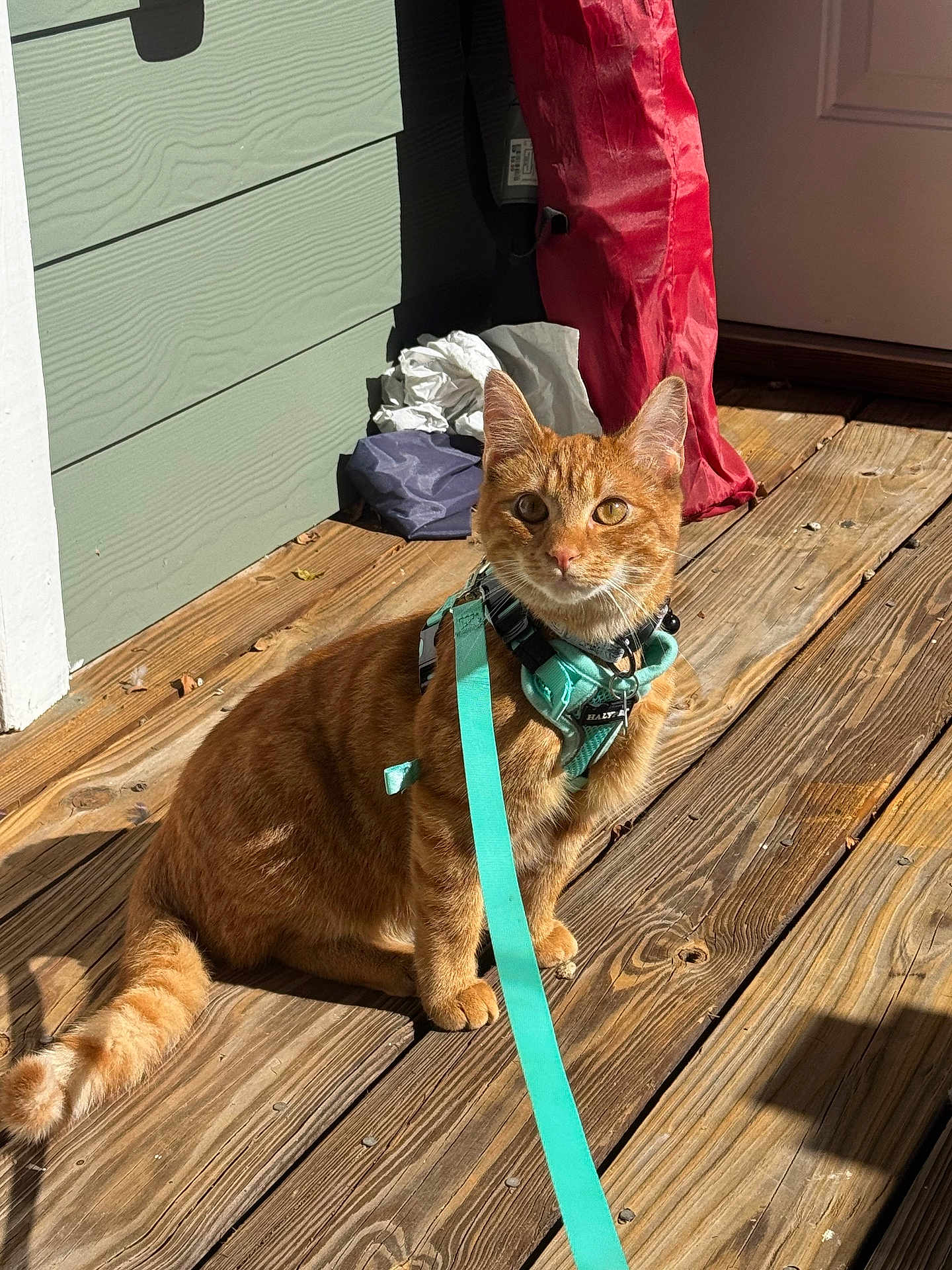 Chester joined the competition — help win amazing prizes! cat, orange_tabby, harness, leash, wooden_deck, sunlight, outdoor, pet, animal, curious, feline, domestic_cat, sitting, ears_up, whiskers, tail, collar, daylight, shadow, green_wall