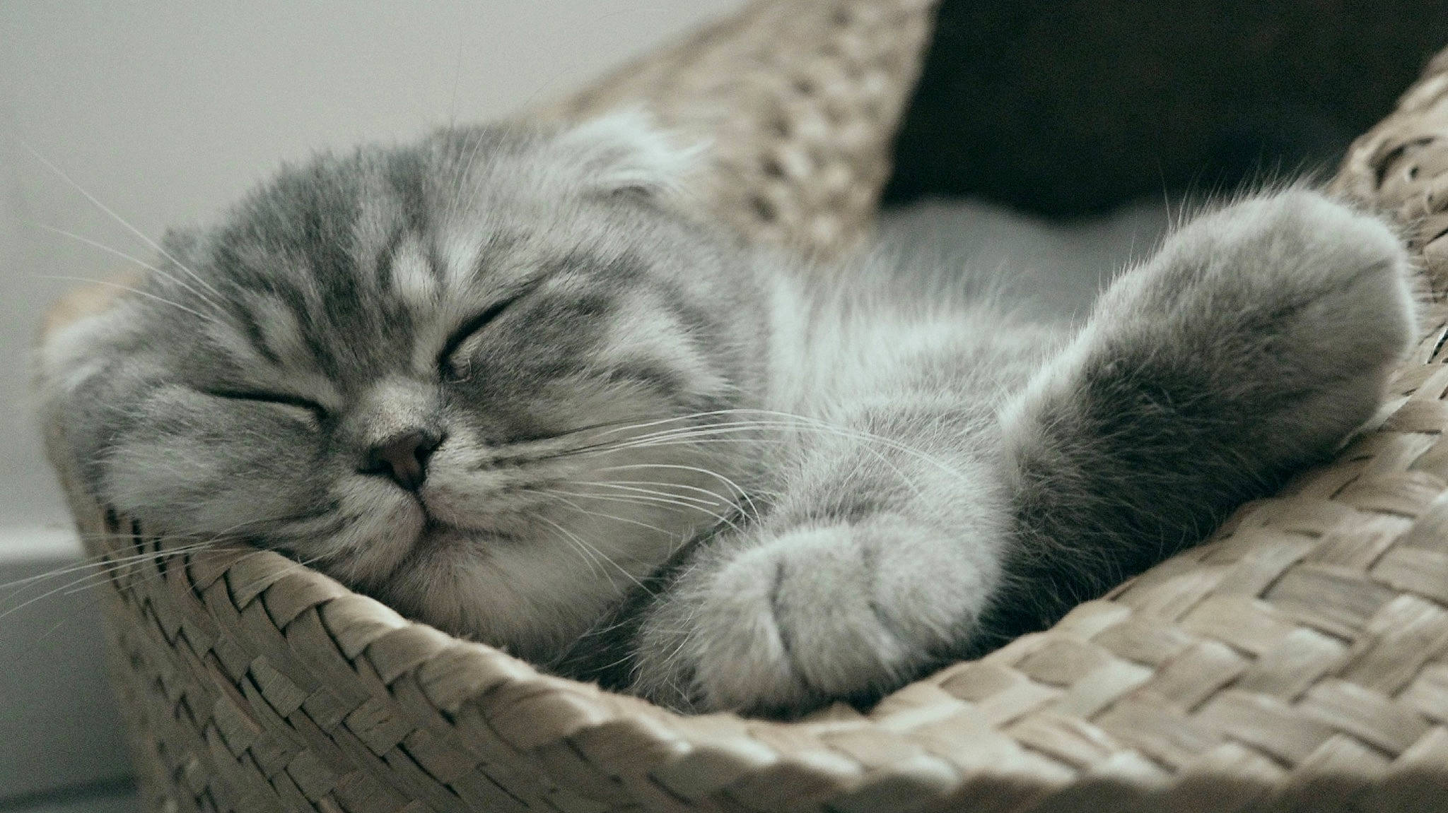 Tigra participe au concours pour gagner de l'argent avec cette photo : basket, carnivore, cat, claw, close_up, comfort, domestic_short_haired_cat, felidae, fur, grey, monochrome, monochrome_photography, nap, paw, sleep, small_to_medium_sized_cats, snout, terrestrial_animal, whiskers, wrinkle