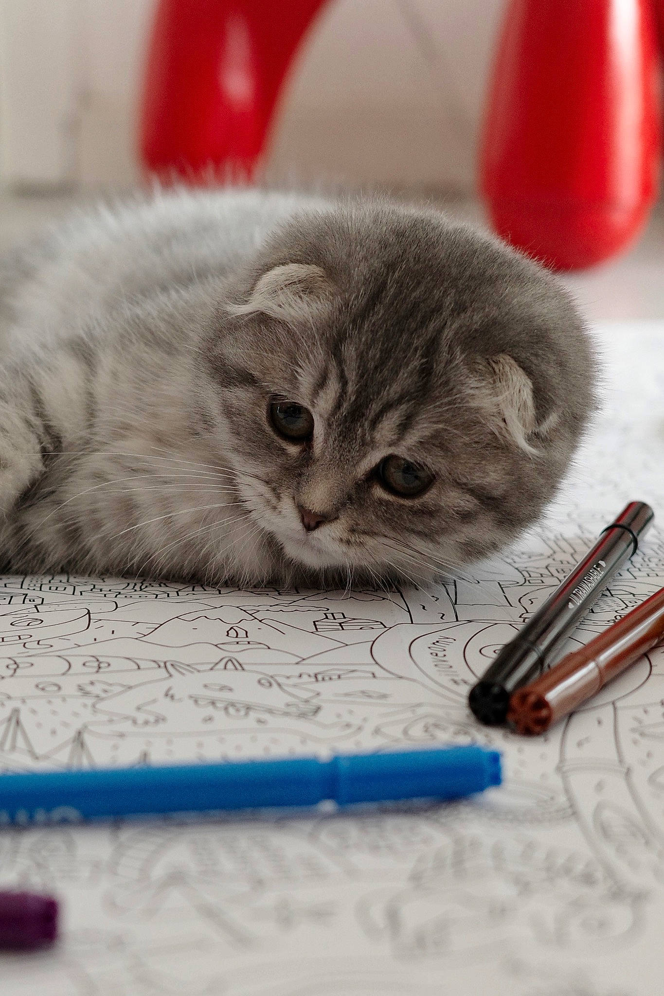 Tigra participe au concours pour gagner de l'argent avec cette photo : art, carnivore, cat, electric_blue, felidae, font, fur, office_instrument, office_supplies, paper, paper_product, paw, photo_caption, publication, rectangle, small_to_medium_sized_cats, stationery, still_life_photography, whiskers, writing_implement