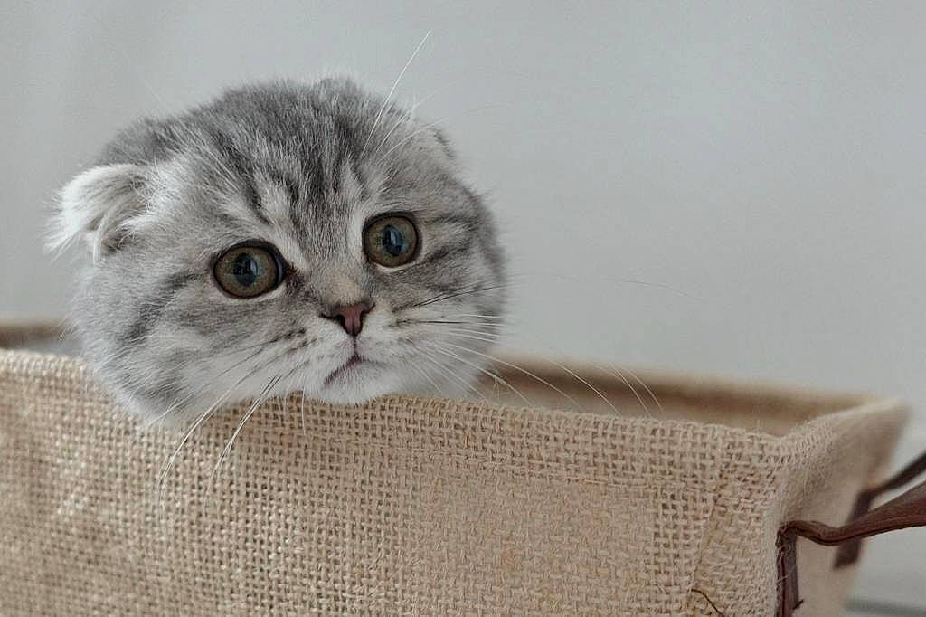 Tigra participe au concours pour gagner de l'argent avec cette photo : carnivore, cat, comfort, domestic_short_haired_cat, felidae, fur, pattern, paw, sleeve, small_to_medium_sized_cats, snout, terrestrial_animal, whiskers, woven_fabric