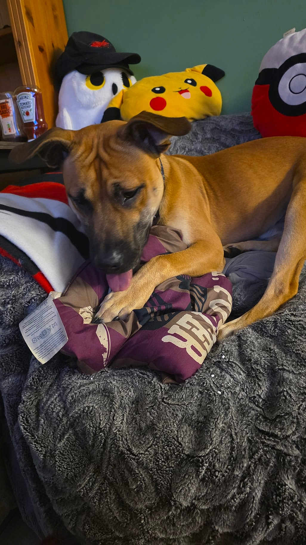 Clay joined the competition — help win amazing prizes! dog, blanket, plush_toy, pikachu, owl, fabric, indoor, pet, chewing, brown_dog, couch, pillows, cap, playful, cozy, fur_texture, resting, animal, home, relaxed