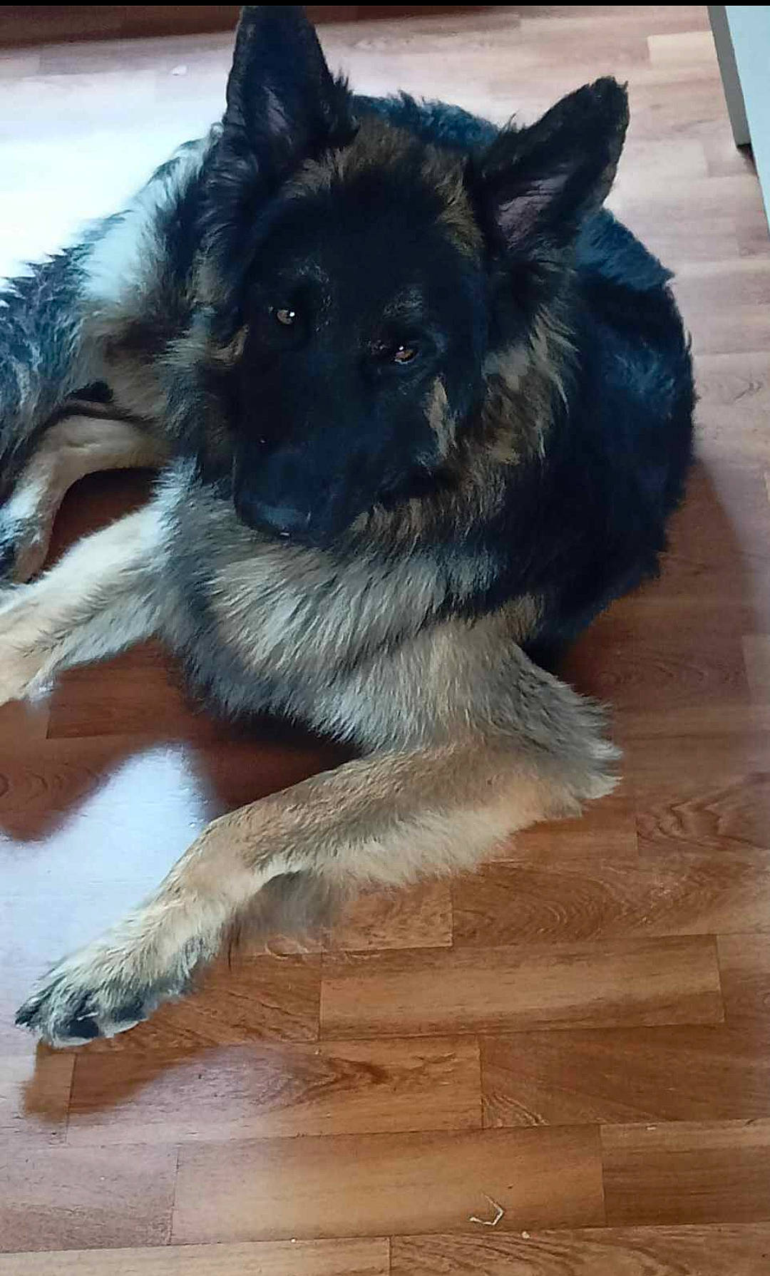 Thor participe au concours pour gagner de l'argent avec cette photo : canidae, carnivore, companion_dog, dog, dog_breed, fawn, flooring, fur, hardwood, plank, snout, sporting_group, tail, toy_dog, varnish, whiskers, wood, wood_stain, working_animal, working_dog