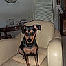 Ava a rejoint le concours — aidez-le/la à gagner de superbes lots ! dog, small_dog, black_and_tan, sitting, armchair, chair, indoor, living_room, furniture, portrait, pet, animal, upright, floppy_ears, pointed_ears, short_hair, brown_markings, clock, window_blinds, home_decor